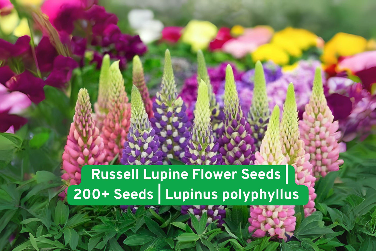 Russell Lupine Flower Seeds - 200+ Colorful Perennial Wildflower Seeds - Lupinus polyphyllus - Easy to Grow for Pollinator Gardens