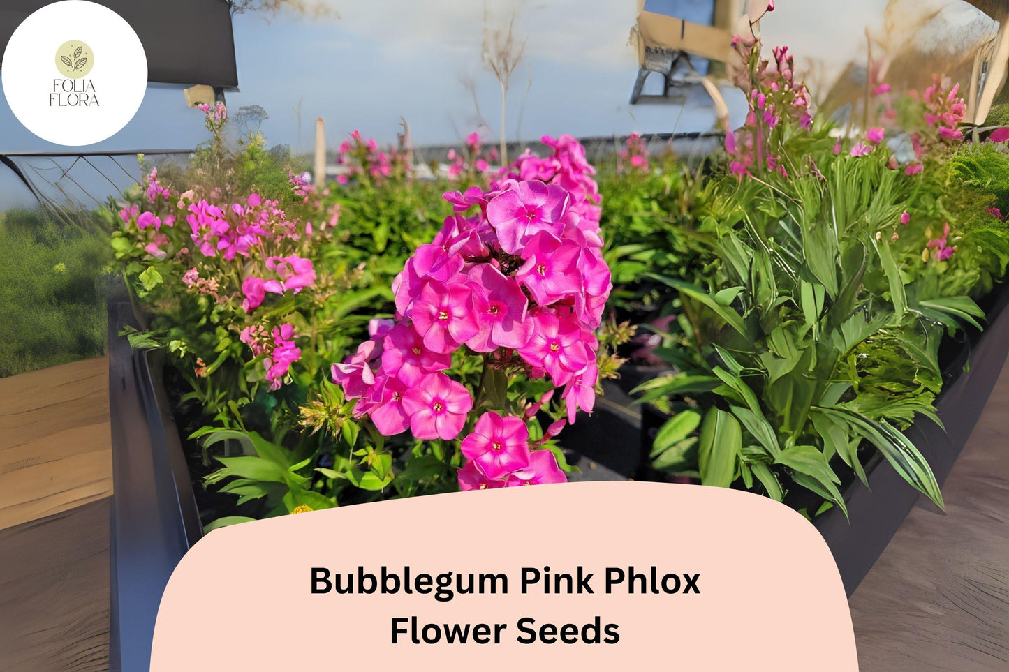 Bubblegum Pink Phlox Seeds - 100+ Perennial Flower Seeds, Phlox paniculata, Bright Pink, Attracts Pollinators, Non-GMO