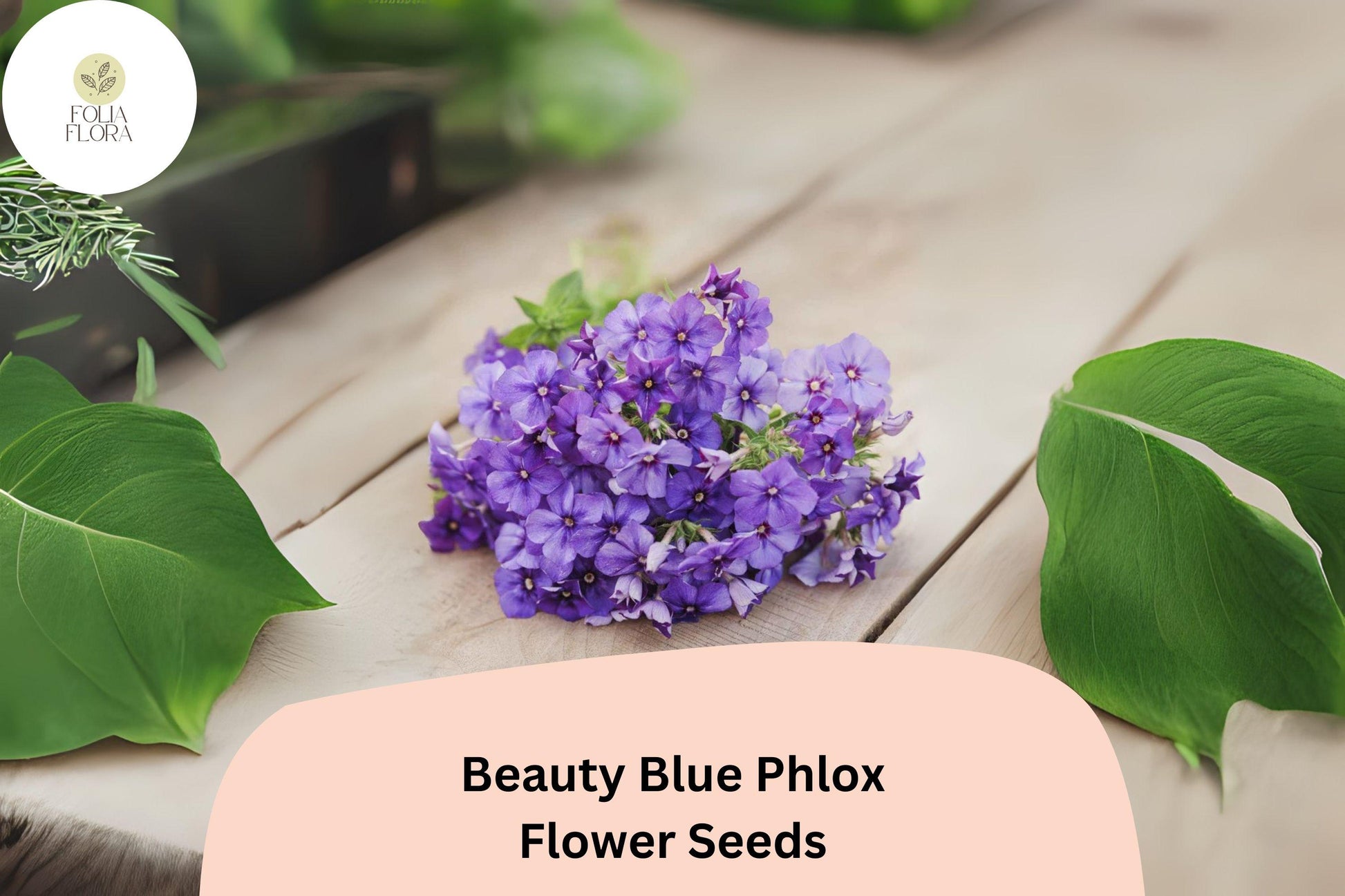 Beauty Blue Phlox Seeds - 100+ Non-GMO Perennial Flower Seeds, Sky-Blue Blooms, Phlox paniculata for Garden & Pollinators