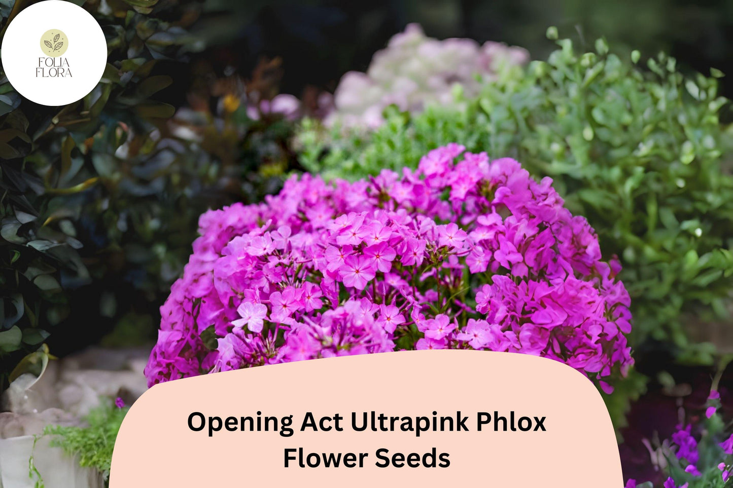 100+ Opening Act Ultrapink Phlox Seeds - Hot Pink Perennial Flowers, Phlox Hybrid, Non-GMO, Attracts Butterflies & Hummingbirds