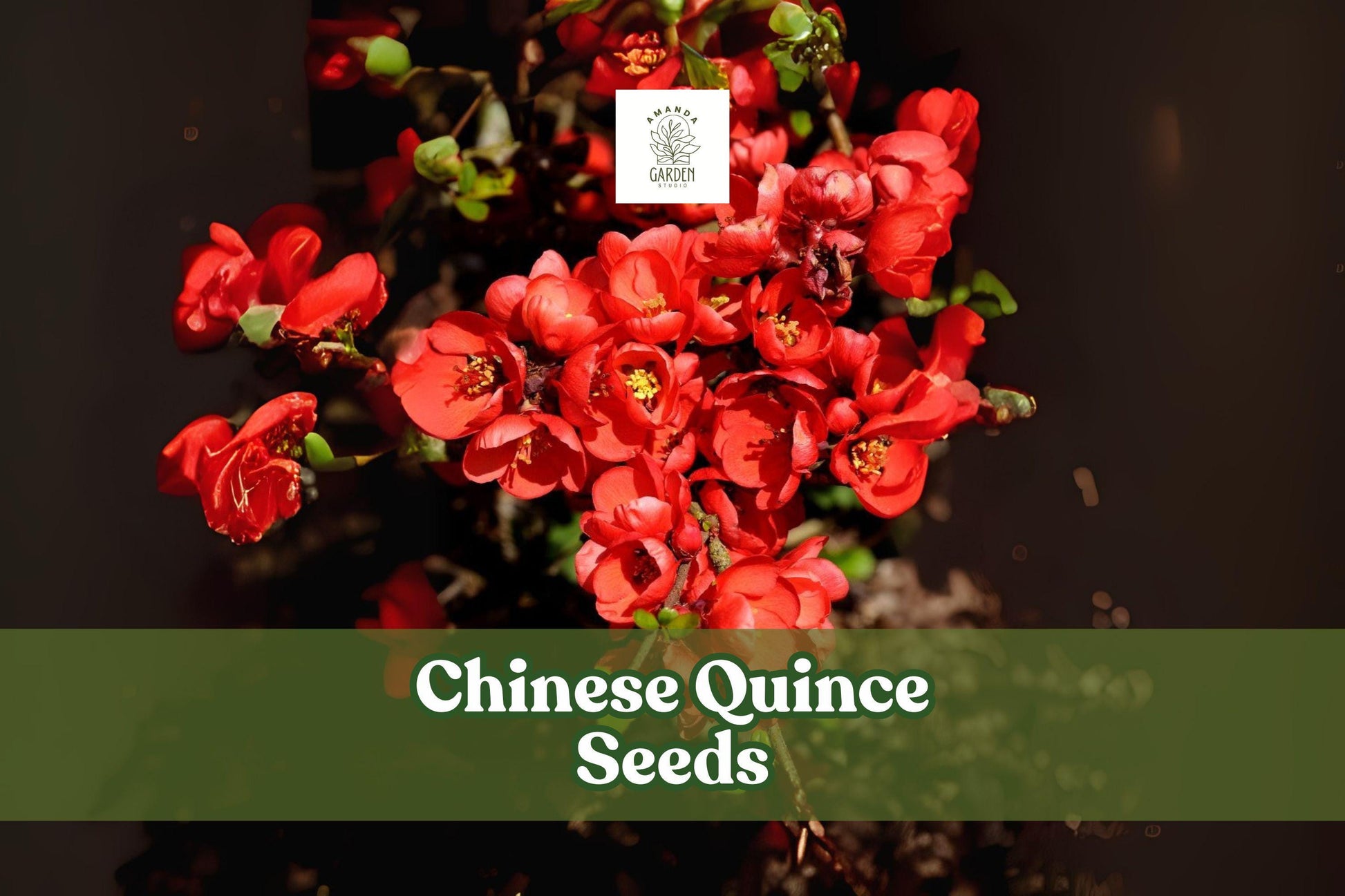 20 Chinese Quince Seeds - Chaenomeles sinensis - Ornamental Flowering Fruit Tree - Non-GMO Garden Seeds for Home Gardens