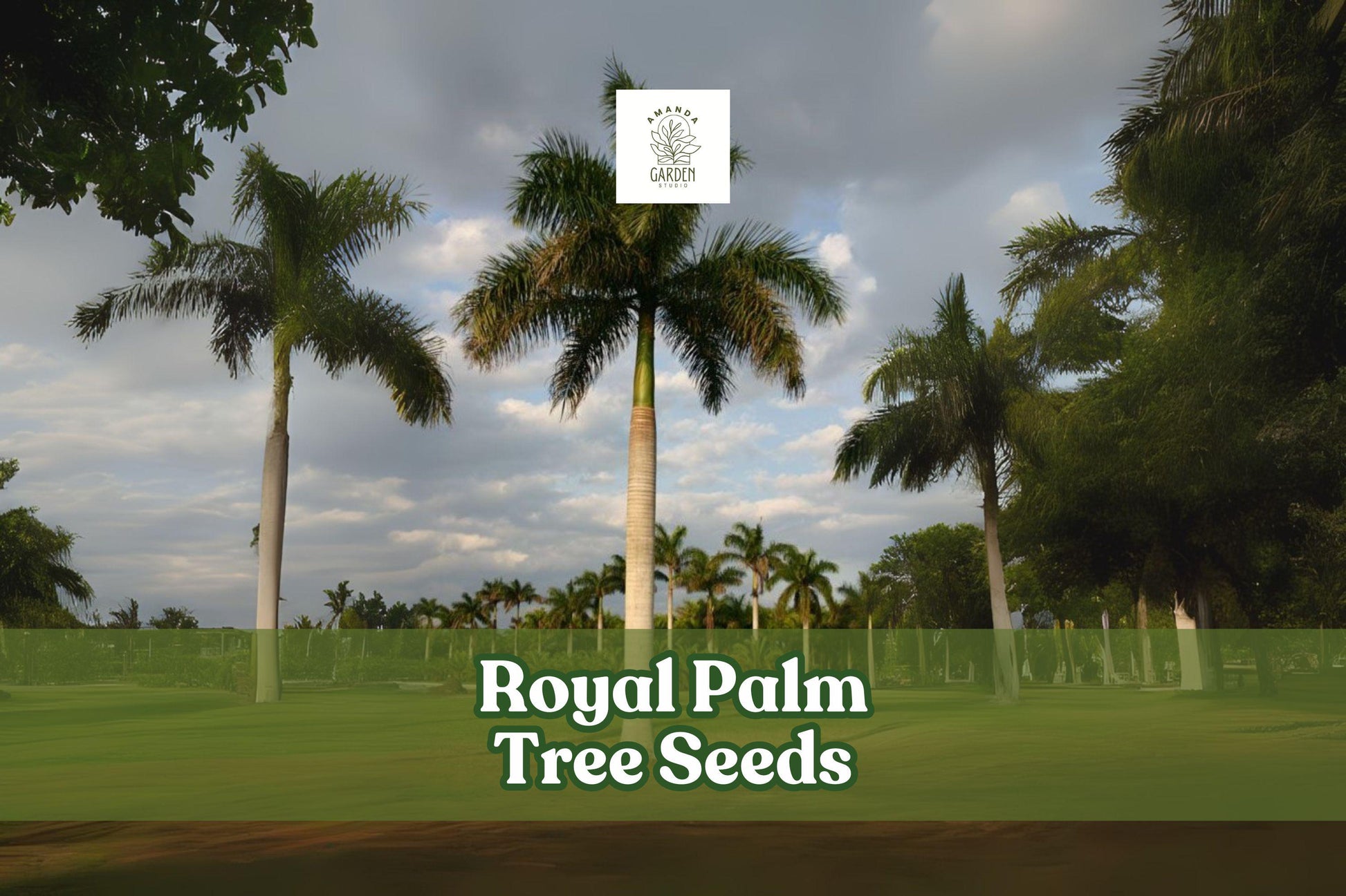 10 Royal Palm Tree Seeds - Roystonea regia - Tropical Landscaping - Non-GMO Fresh Seeds for Elegant Gardens and Patios
