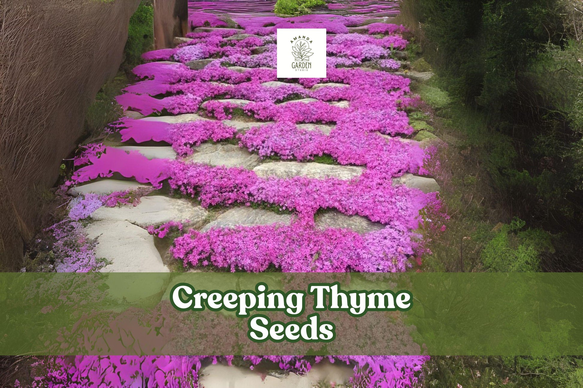 500 Creeping Thyme Seeds - Magic Carpet Ground Cover - Thymus serpyllum - Purple-Pink Blooms - Drought-Tolerant Perennial