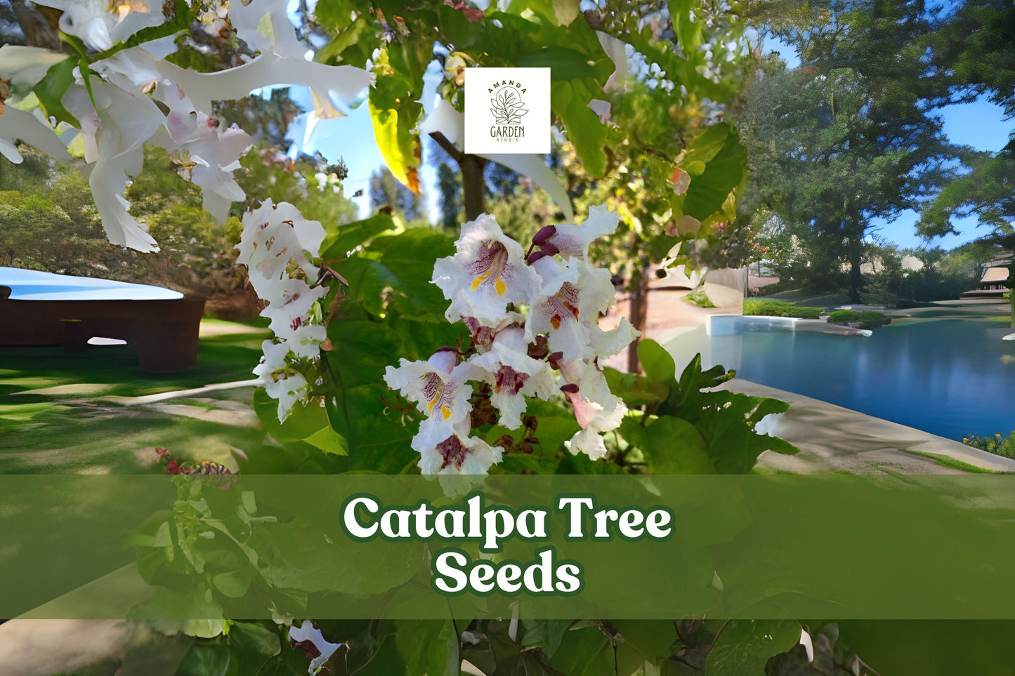 50 Catalpa Tree Seeds – Fast Growing Ornamental Shade Tree with Large White Flowers – Catalpa speciosa