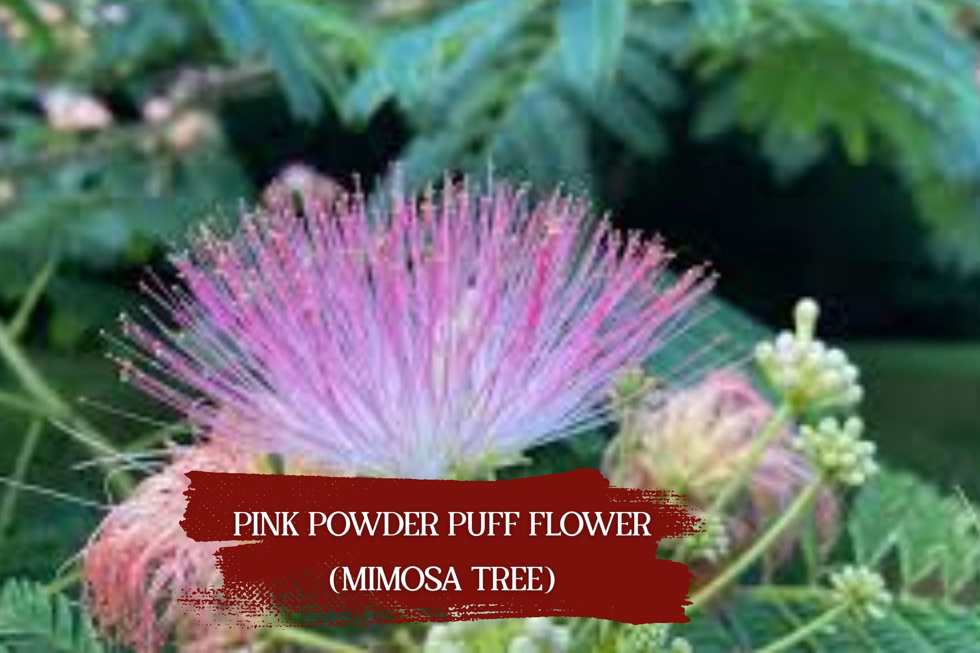 2 Silk Mimosa Tree Seedlings | Pink Powder Puff Flowers | Albizia julibrissin | Bare Root Plants