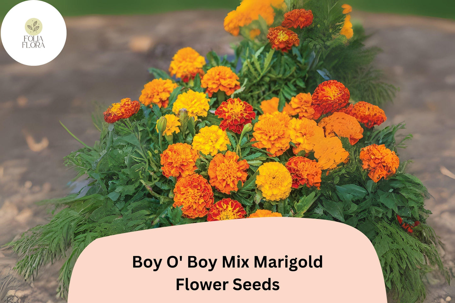 Dwarf French Marigold Seeds - Boy O' Boy Mix - 25+ Orange, Yellow & Red Blooms - Tagetes patula - Hardy Annual for Gardens