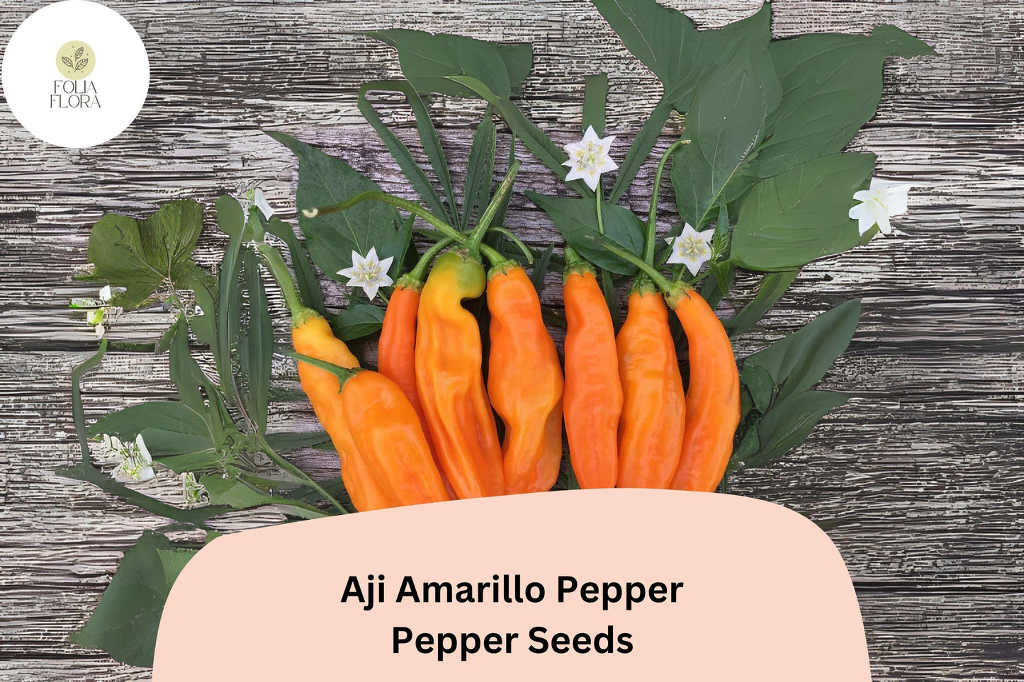 Aji Amarillo Pepper Seeds | 25+ Heirloom Seeds | Capsicum baccatum | Medium Heat, Fruity Flavor, Golden-Orange Peppers