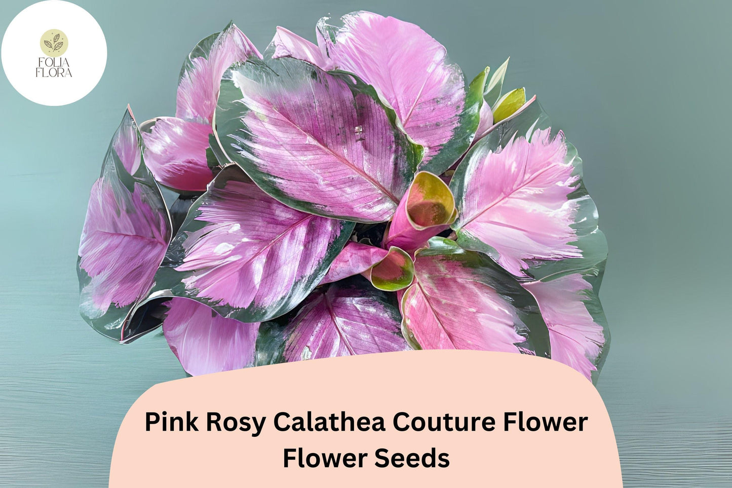 Pink Rosy Calathea Seeds | 25+ Exotic Tropical Foliage | Calathea roseopicta ‘Rosy’ | Striking Green & Pink Leaves