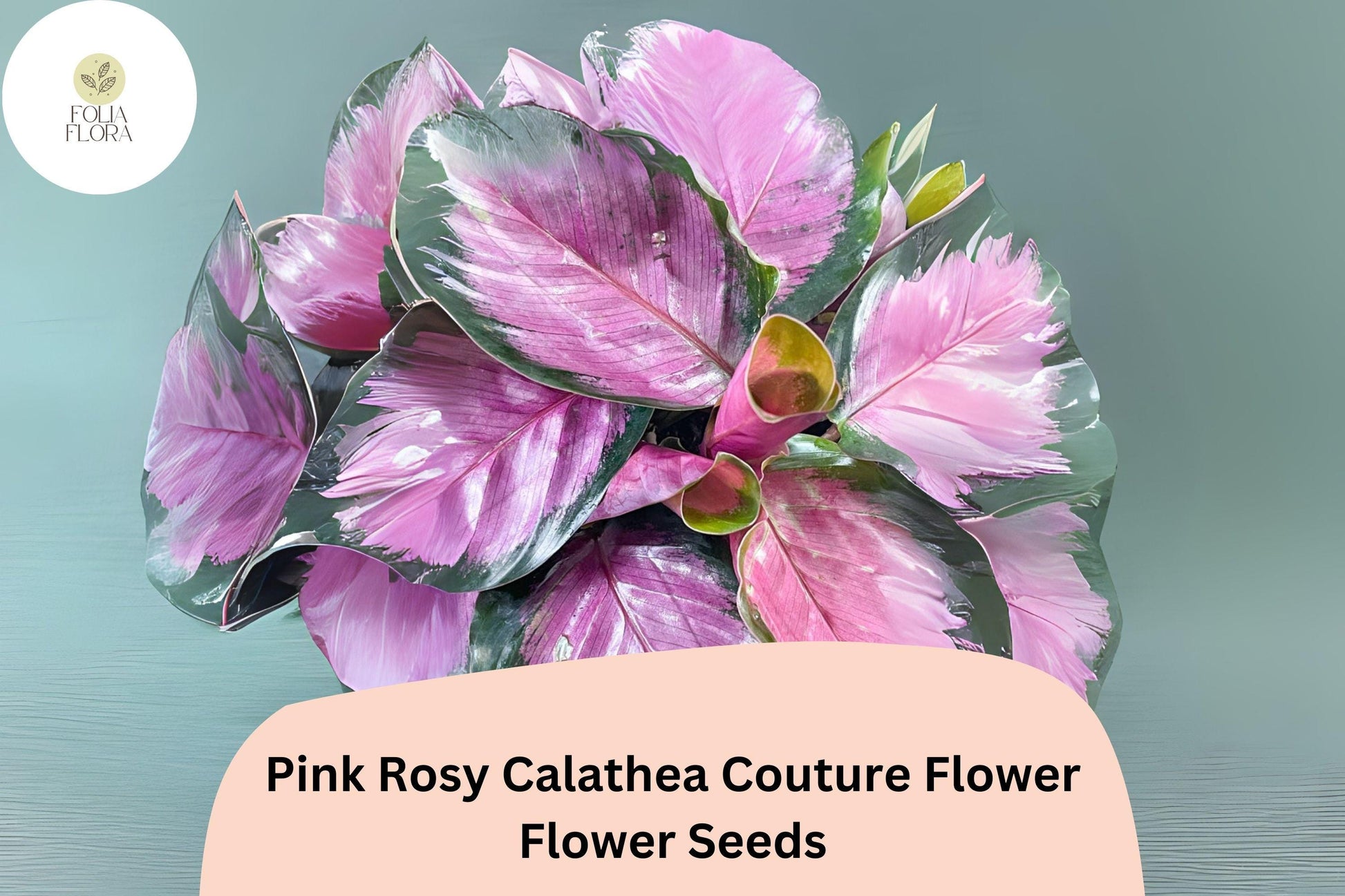 Pink Rosy Calathea Seeds | 25+ Exotic Tropical Foliage | Calathea roseopicta ‘Rosy’ | Striking Green & Pink Leaves