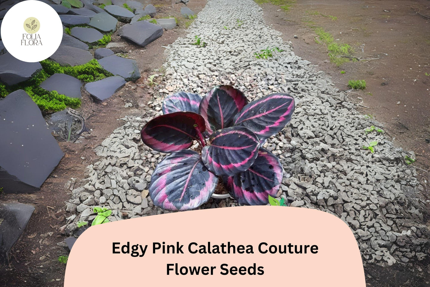 25+ Edgy Pink Calathea Seeds | Tropical Houseplant | Calathea roseopicta ‘Edgy Pink’ | Bold Pink-Patterned Foliage