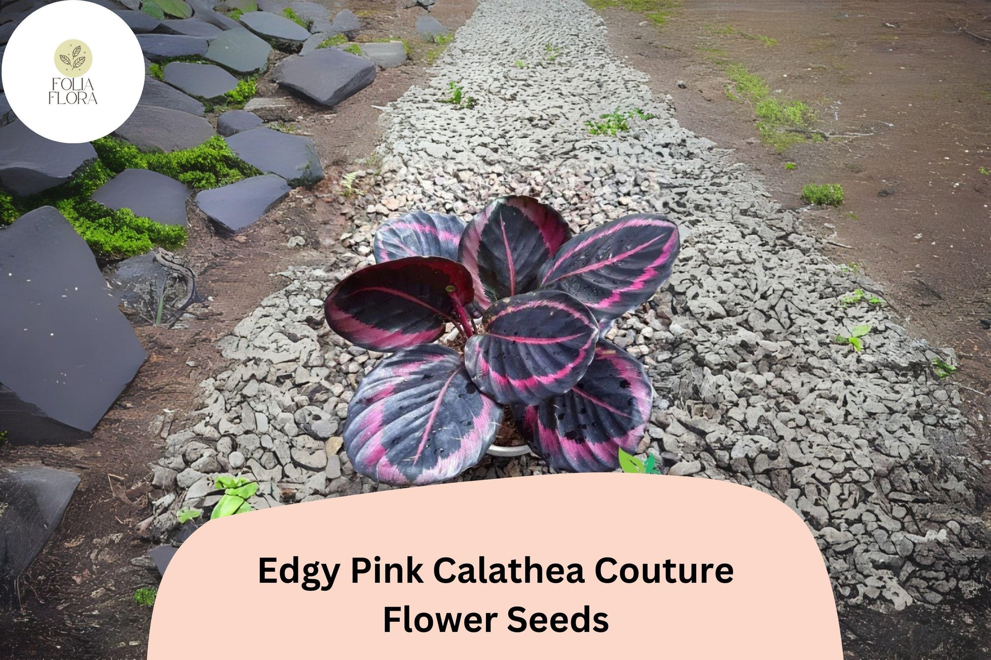 25+ Edgy Pink Calathea Seeds | Tropical Houseplant | Calathea roseopicta ‘Edgy Pink’ | Bold Pink-Patterned Foliage