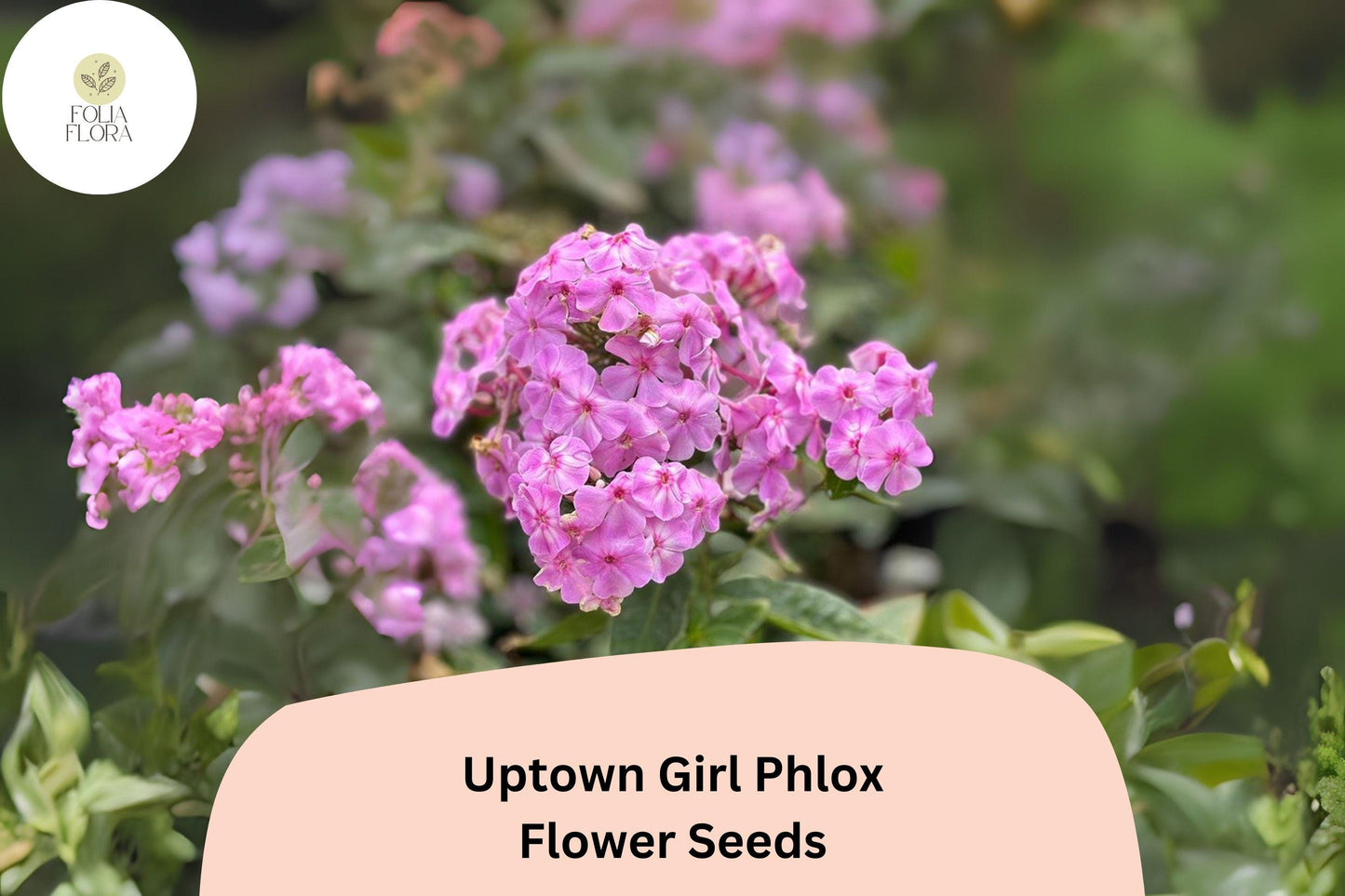 Uptown Girl Phlox Seeds - 100+ Perennial Pink Blooms with Dark Eyes - Phlox paniculata - Attracts Butterflies & Hummingbirds