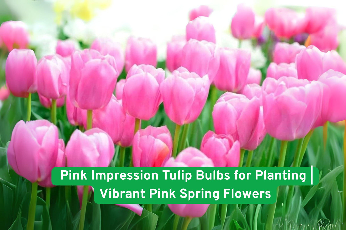Pink Impression Tulip Bulbs - Vibrant Pink Flowers for Spring Garden - Tulipa 'Pink Impression' - Hardy Flowering Bulbs