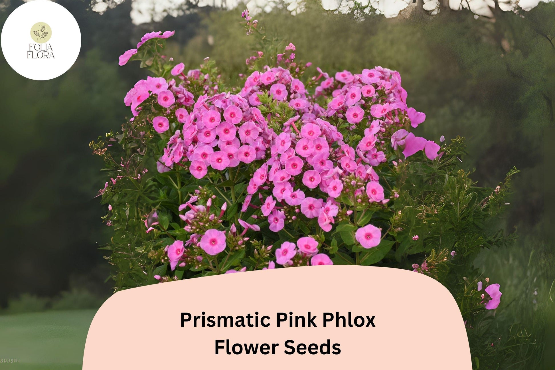Prismatic Pink Phlox Seeds - 100+ Non-GMO Perennial Flower Seeds (Phlox paniculata) for Summer Blooms & Pollinator Gardens