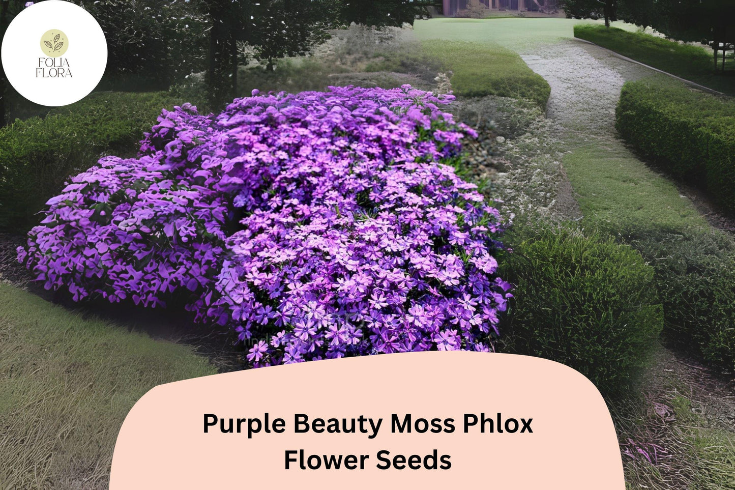 Purple Beauty Moss Phlox Seeds | 100+ Perennial Ground Cover | Rich Purple Blooms | Phlox subulata