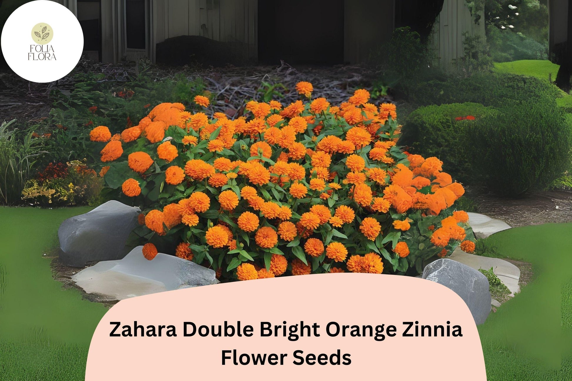 Zahara Double Bright Orange Zinnia Seeds | 100+ Pollinator-Friendly Annual Flower Seeds | Bright Orange Blooms | Zinnia elegans
