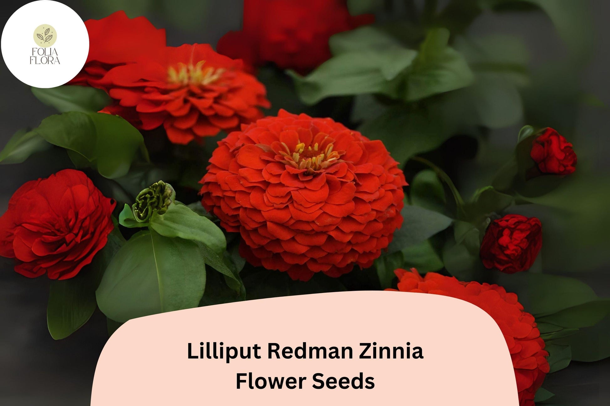 Lilliput Redman Zinnia Seeds - 100+ Heirloom Red-Orange Blooms - Zinnia elegans - Compact Annual Flower for Borders & Containers
