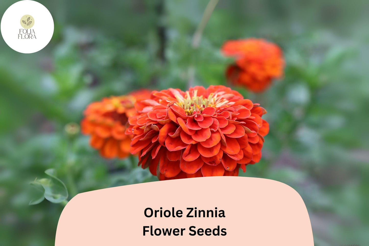 Oriole Zinnia Seeds | 100+ Orange-Scarlet Blooms | Pollinator Friendly | Zinnia elegans | Easy-Care Annual