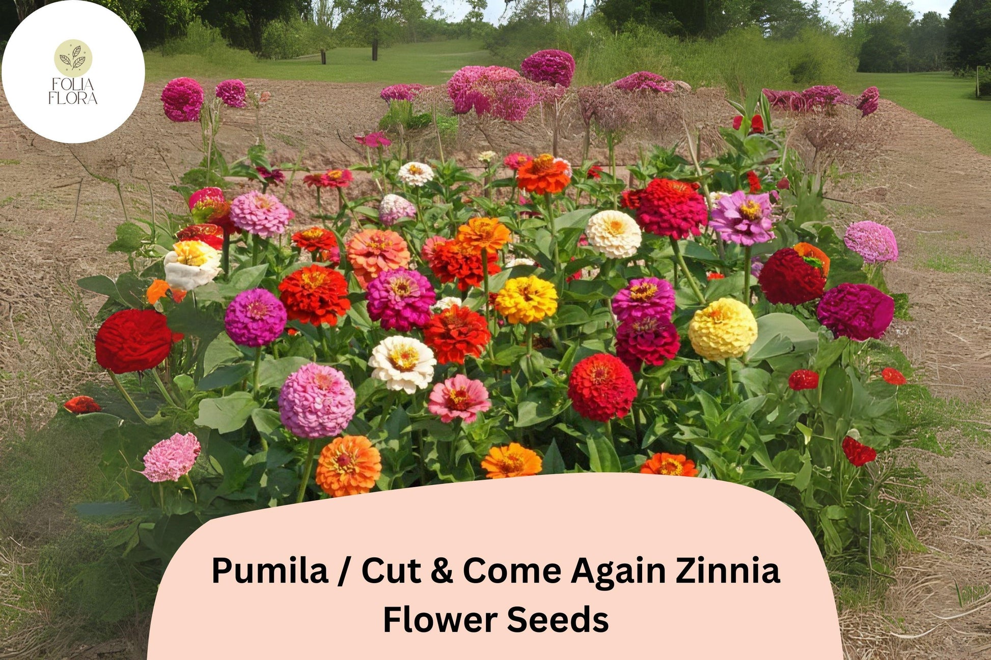 Zinnia Seeds | 100+ Pumila Cut & Come Again Mix | Pollinator Friendly | Zinnia elegans | Bright Colorful Blooms