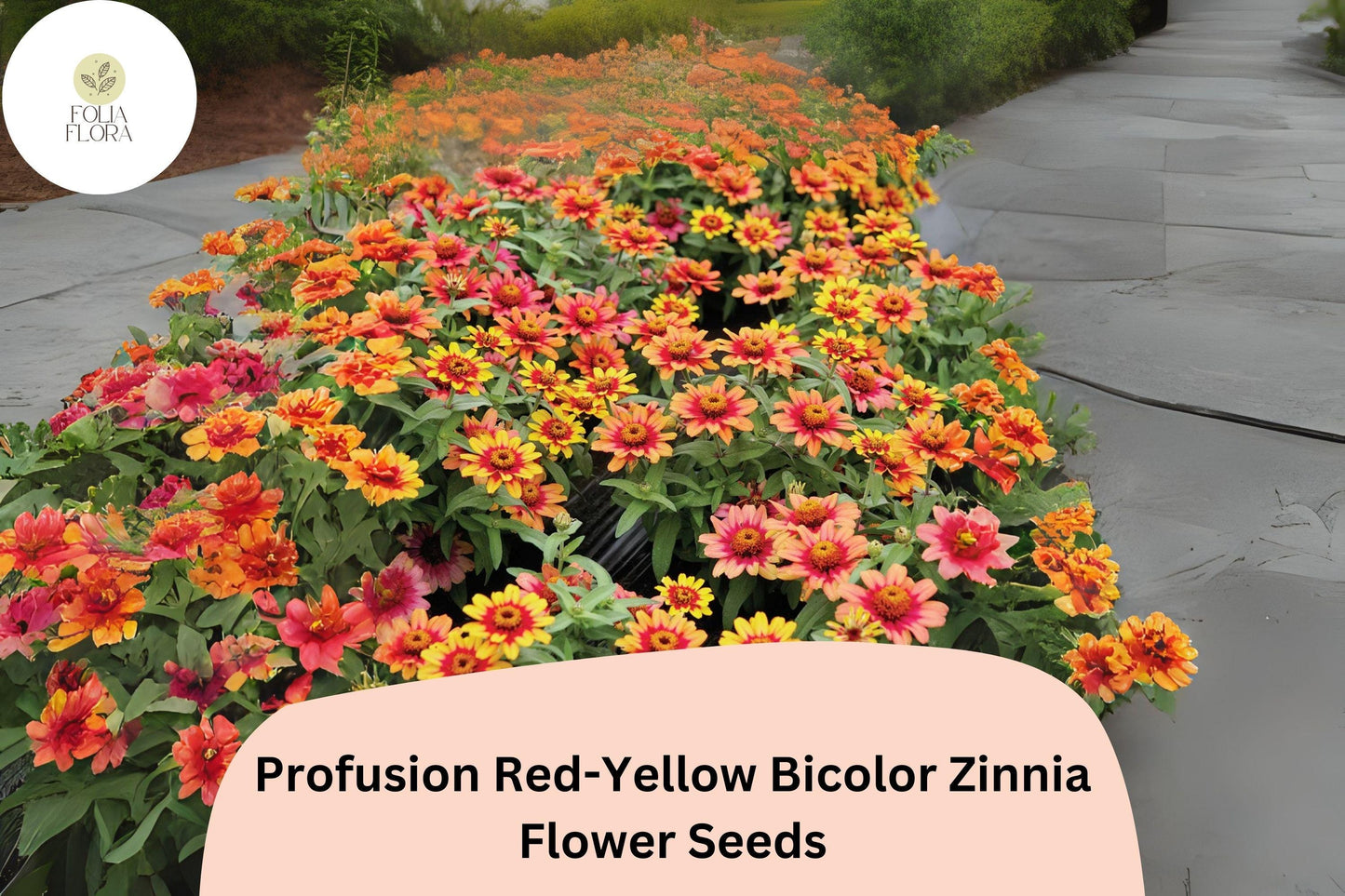 Zinnia Seeds - 100+ Profusion Red-Yellow Bicolor - Zinnia elegans - Compact Garden Flowers for Beds, Borders & Containers
