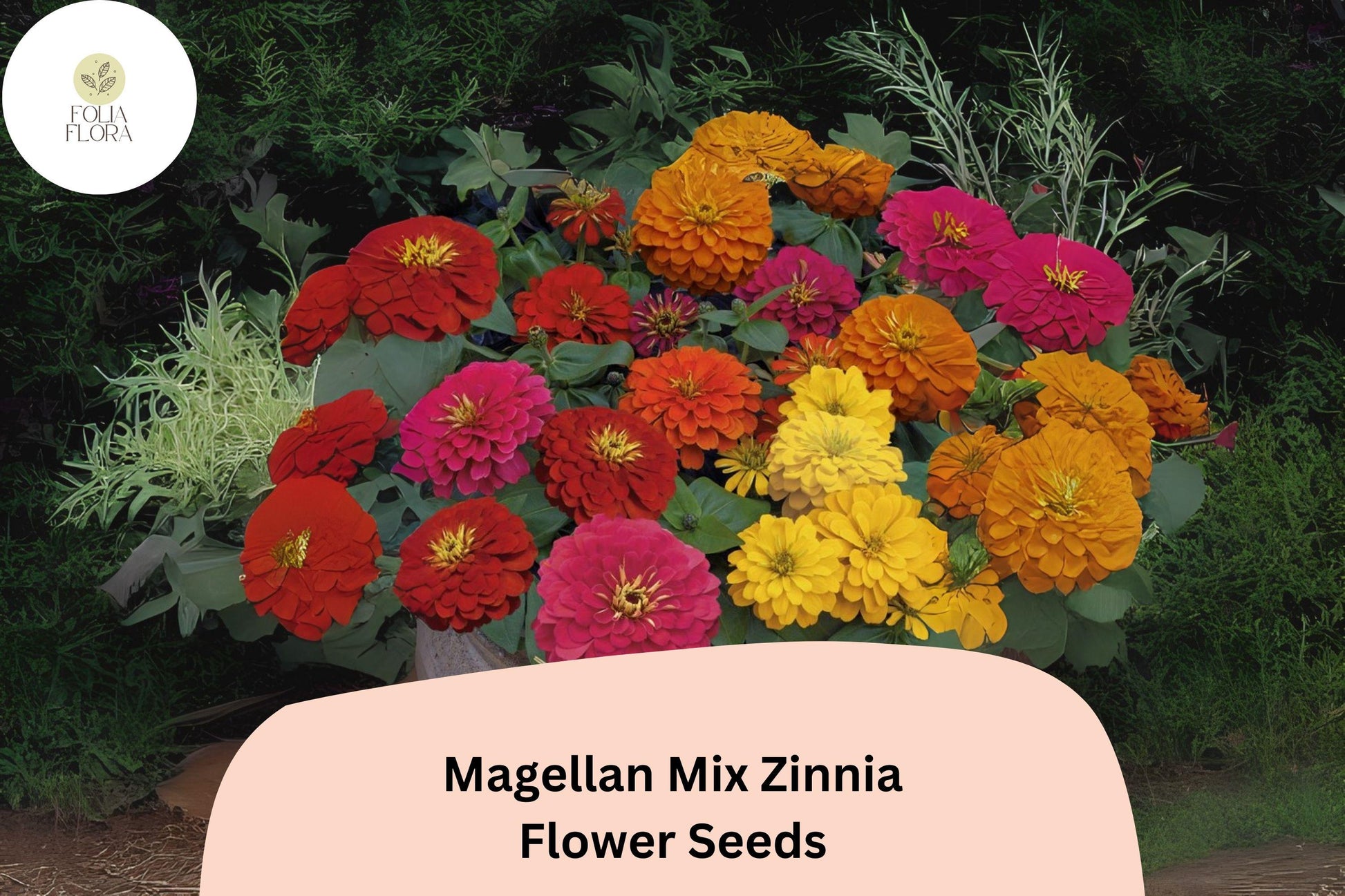 Zinnia Seeds - 100+ Magellan Mix - Bright Mixed Color Blooms - Zinnia elegans - Easy to Grow, Attracts Bees & Butterflies