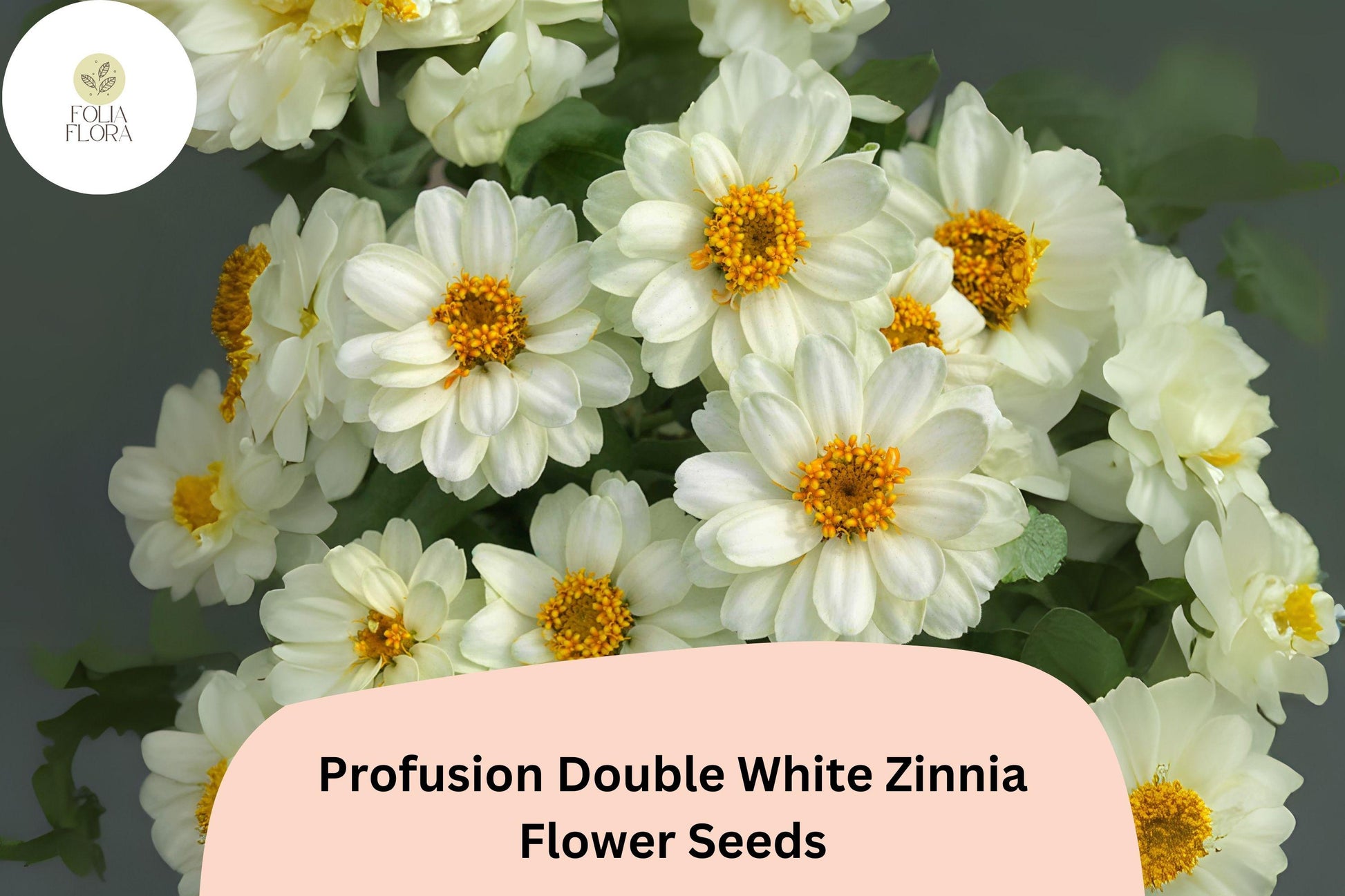 Zinnia Seeds - 100+ Profusion Double White Blooms - Zinnia elegans - Easy Grow Cut Flower for Gardens and Bouquets