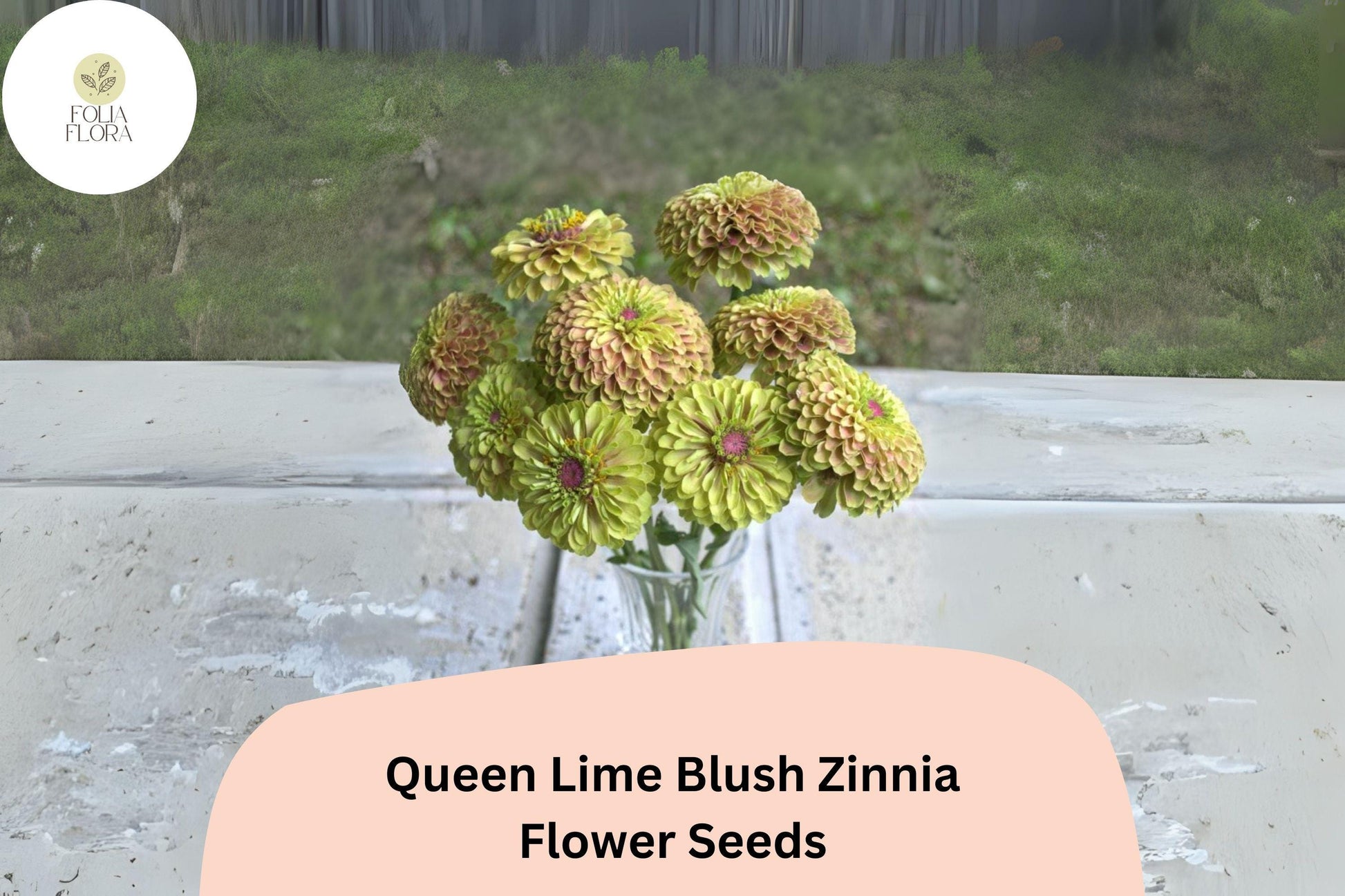 Queen Lime Blush Zinnia Seeds | 100+ Pastel Flower Seeds | Zinnia elegans | Unique Lime & Blush Blooms for Gardens & Bouquets