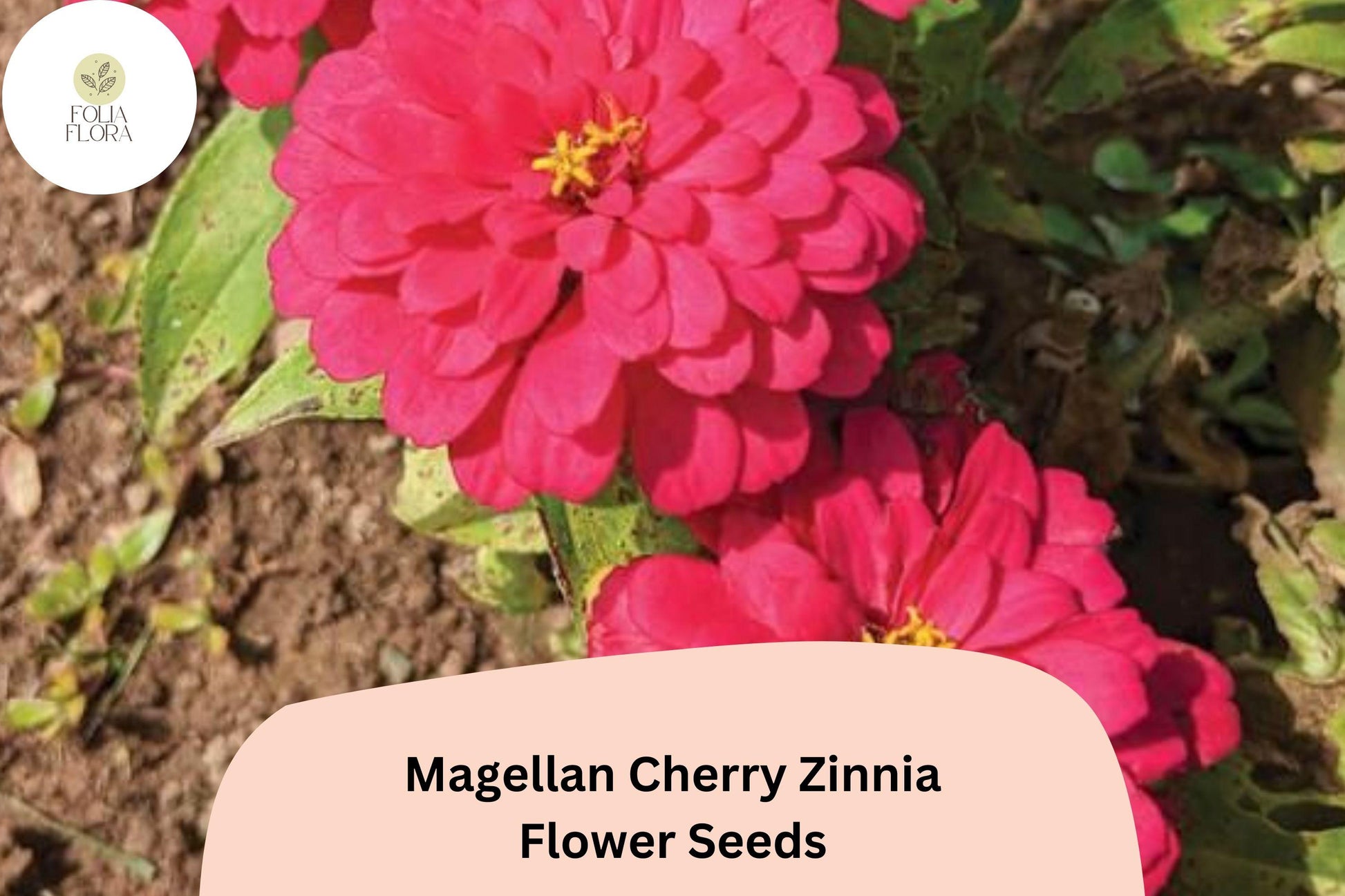 Zinnia Seeds | 100+ Magellan Cherry Pink | Zinnia elegans | Compact Cut Flower Variety for Bouquets & Pollinator Gardens