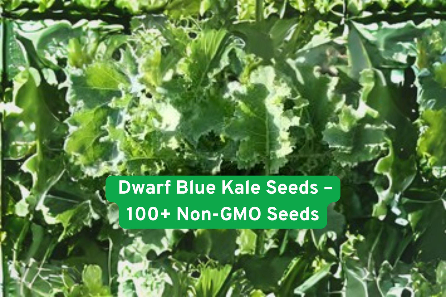Dwarf Blue Kale Seeds - 100+ Non-GMO, Curled Bluish-Green Leaves, Cold-Tolerant Variety, Brassica oleracea var. sabellica