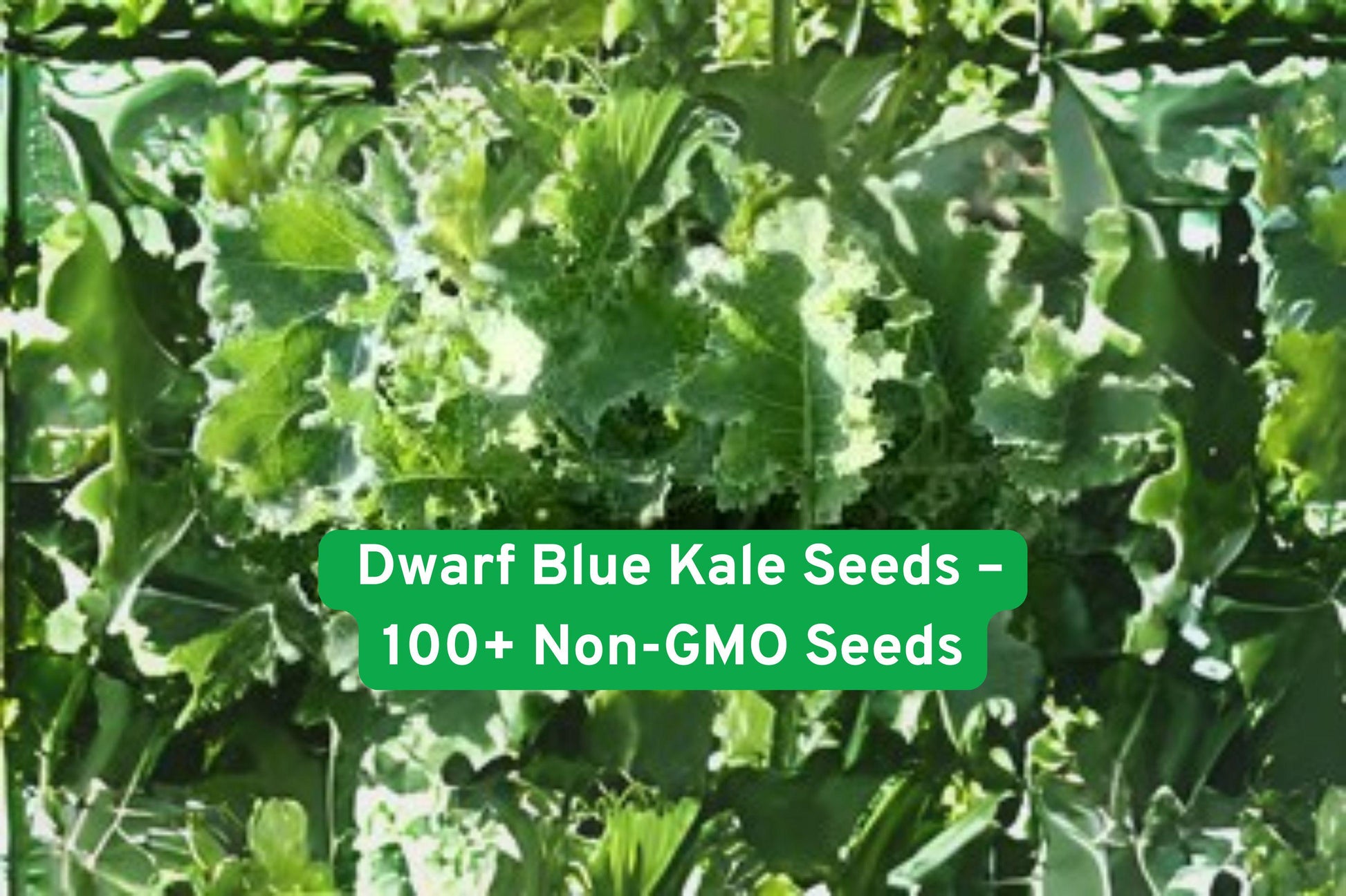 Dwarf Blue Kale Seeds - 100+ Non-GMO, Curled Bluish-Green Leaves, Cold-Tolerant Variety, Brassica oleracea var. sabellica