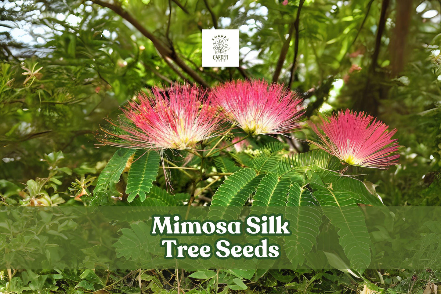 Mimosa Silk Tree Seeds - 50 Pack - Fragrant Pink Flowering Ornamental Tree - Albizia julibrissin - Fast Growing Garden Plant