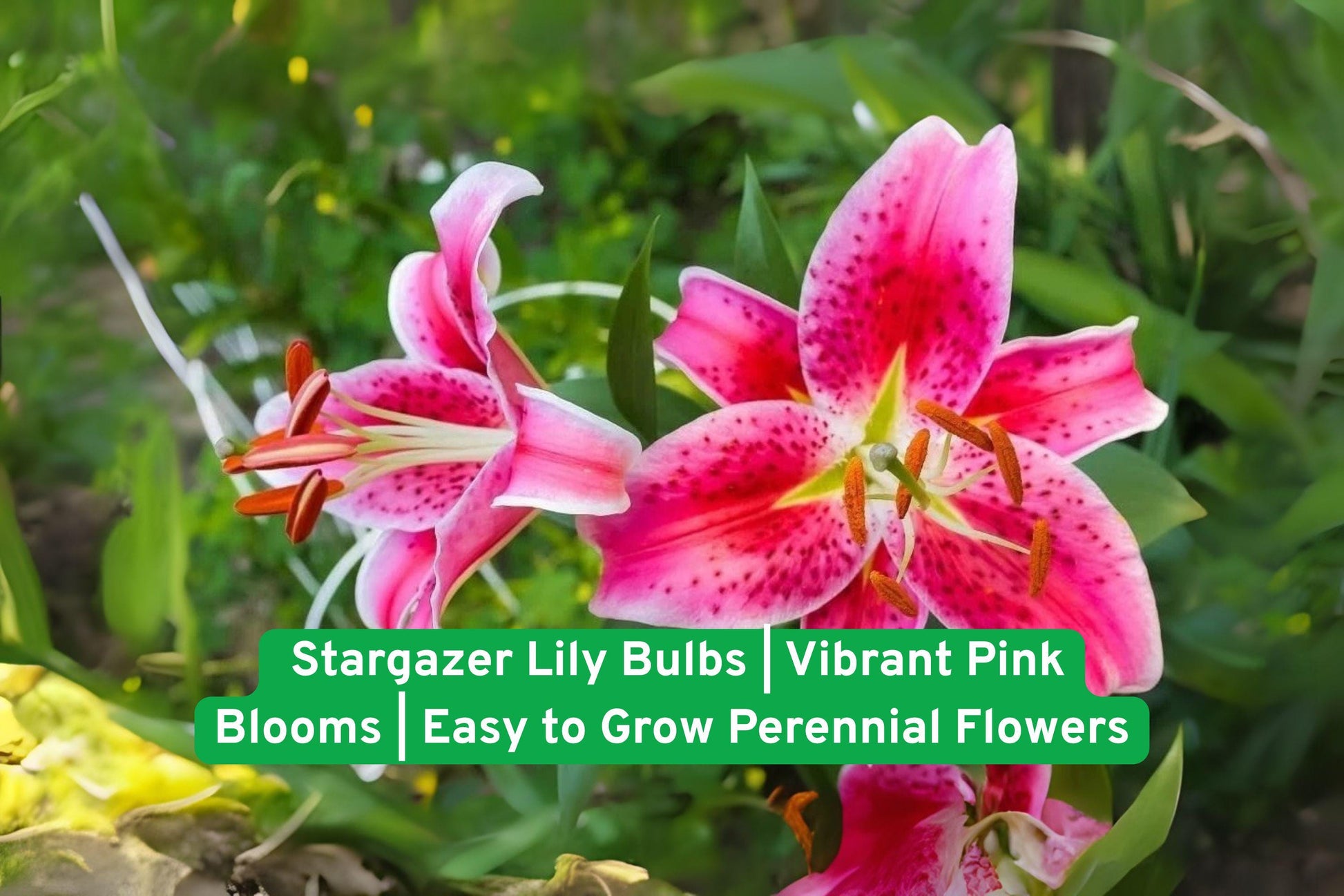 Stargazer Lily Bulbs | Vibrant Pink Perennial Flowers | Lilium 'Stargazer' | Easy to Grow for Outdoor Gardens