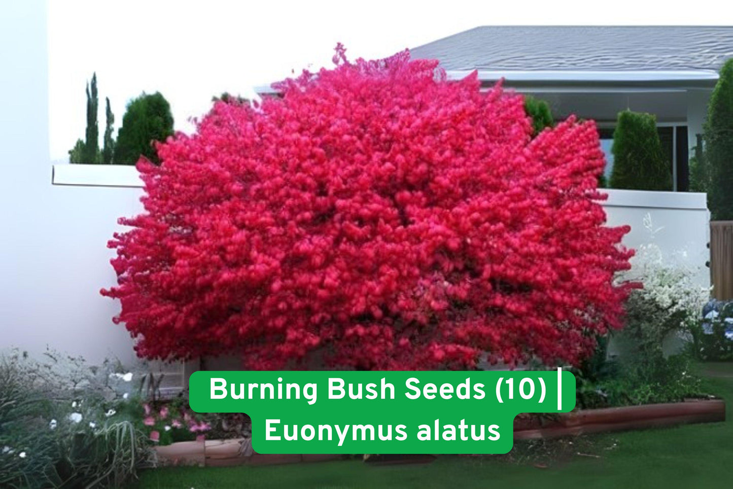 Burning Bush Seeds - 10 Pack - Brilliant Red Fall Foliage - Euonymus alatus - Hardy Ornamental Shrub for Landscaping and Hedges
