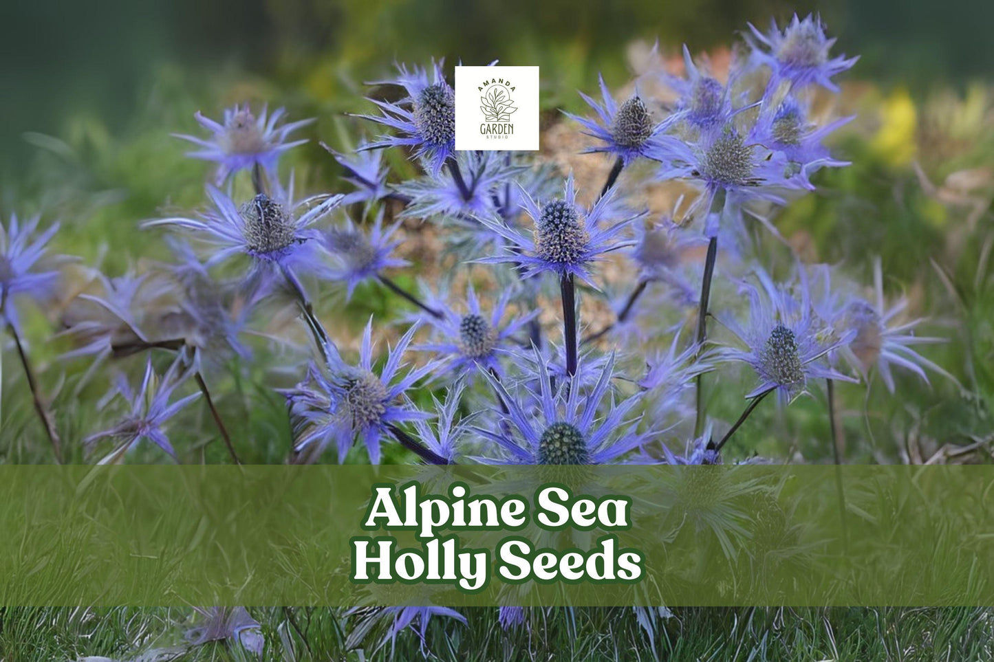 Alpine Sea Holly Seeds - 50 Eryngium alpinum Seeds for Pollinator Gardens, Unique Blue Spiky Blooms, Hardy Perennial, Exotic Ornamental