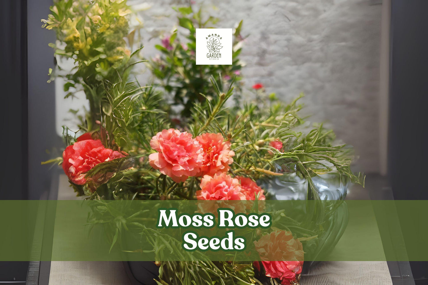Moss Rose Seeds - 200 Count - Colorful Portulaca grandiflora - Easy Grow Annual Flowers for Garden & Containers