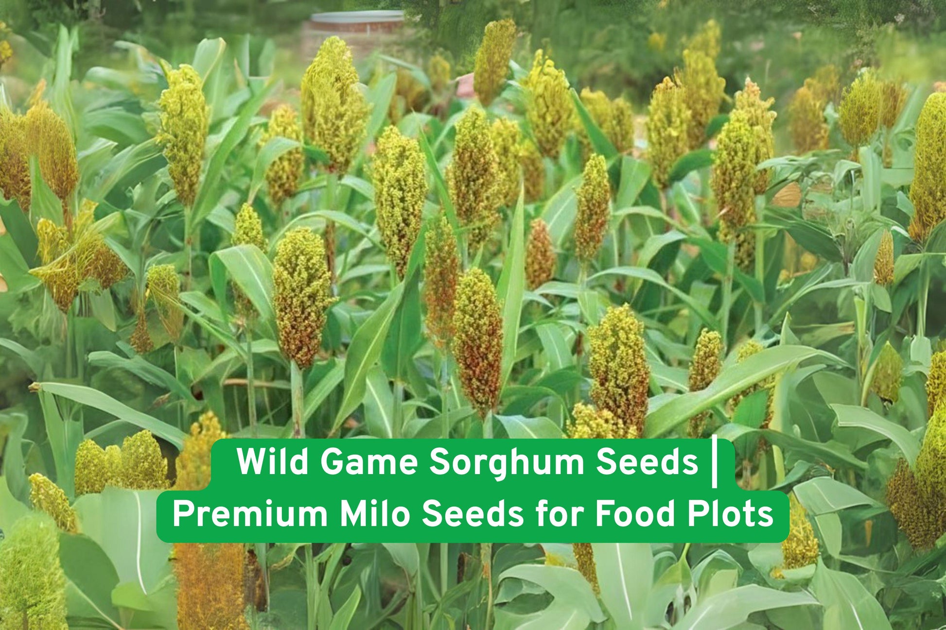 Wild Game Sorghum Seeds - Non-GMO Milo for Food Plots - Attract Deer & Birds - Sorghum bicolor