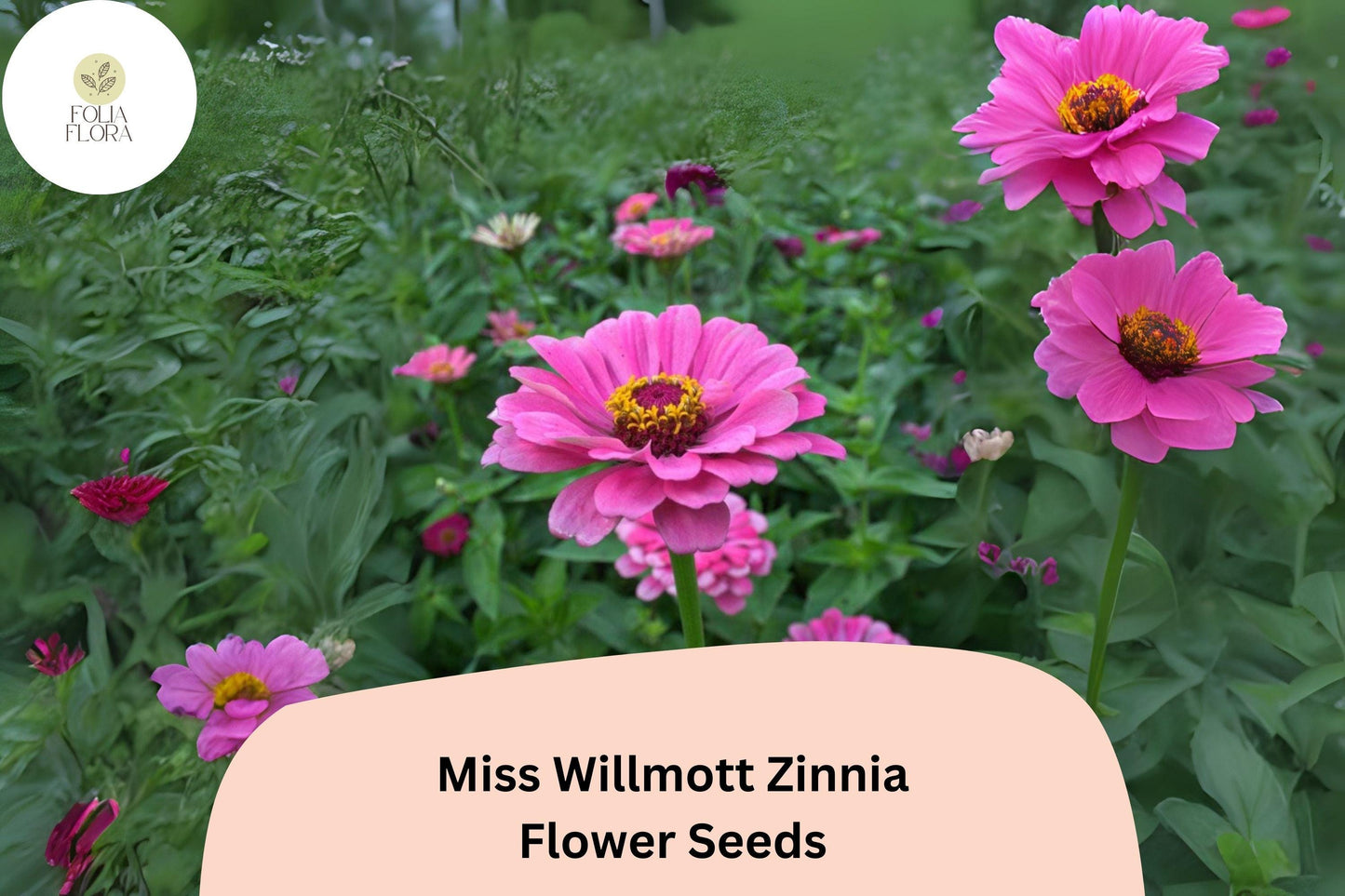 Miss Willmott Zinnia Seeds - 100+ Salmon-Pink Heirloom Annual Flowers for Planting - Zinnia elegans