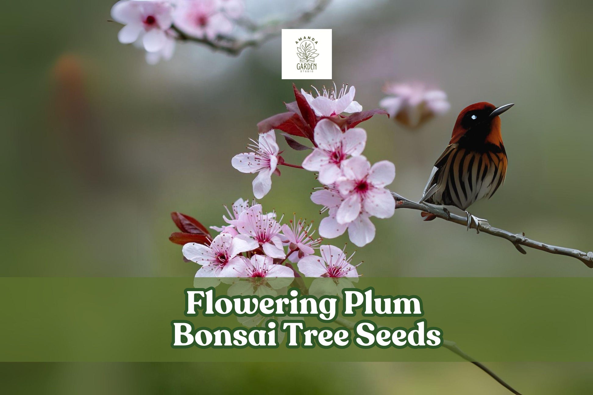 Flowering Plum Bonsai Tree Seeds - 10 Prunus Triloba Pink Blooms - Easy Grow Ornamental Seeds for Beginners and Gardeners