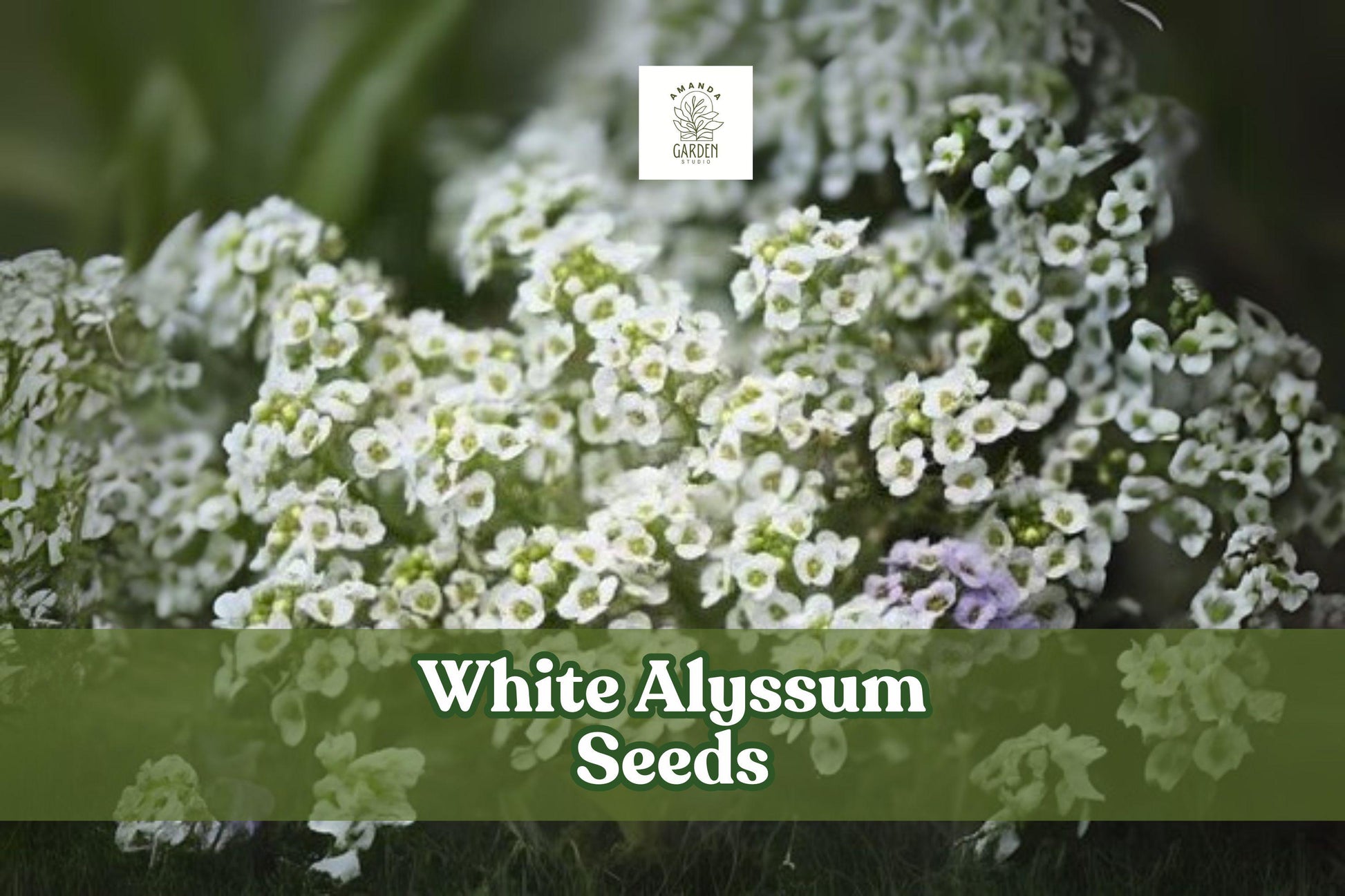 500 White Alyssum Seeds - Carpet of Snow Ground Cover, Fragrant Blooms, Lobularia maritima, Easy to Grow Annual