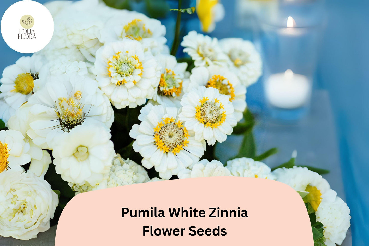 100+ Pumila White Zinnia Seeds - Pure White Annual Flowers, Zinnia elegans, Easy to Grow, Pollinator Friendly, Summer Blooms