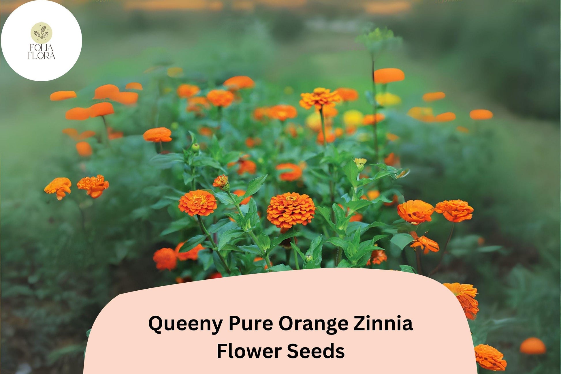 Queeny Orange Zinnia Seeds - 100+ Pure Orange Double Blooms for Cut Flowers (Zinnia elegans) - Easy to Grow, Attracts Pollinators