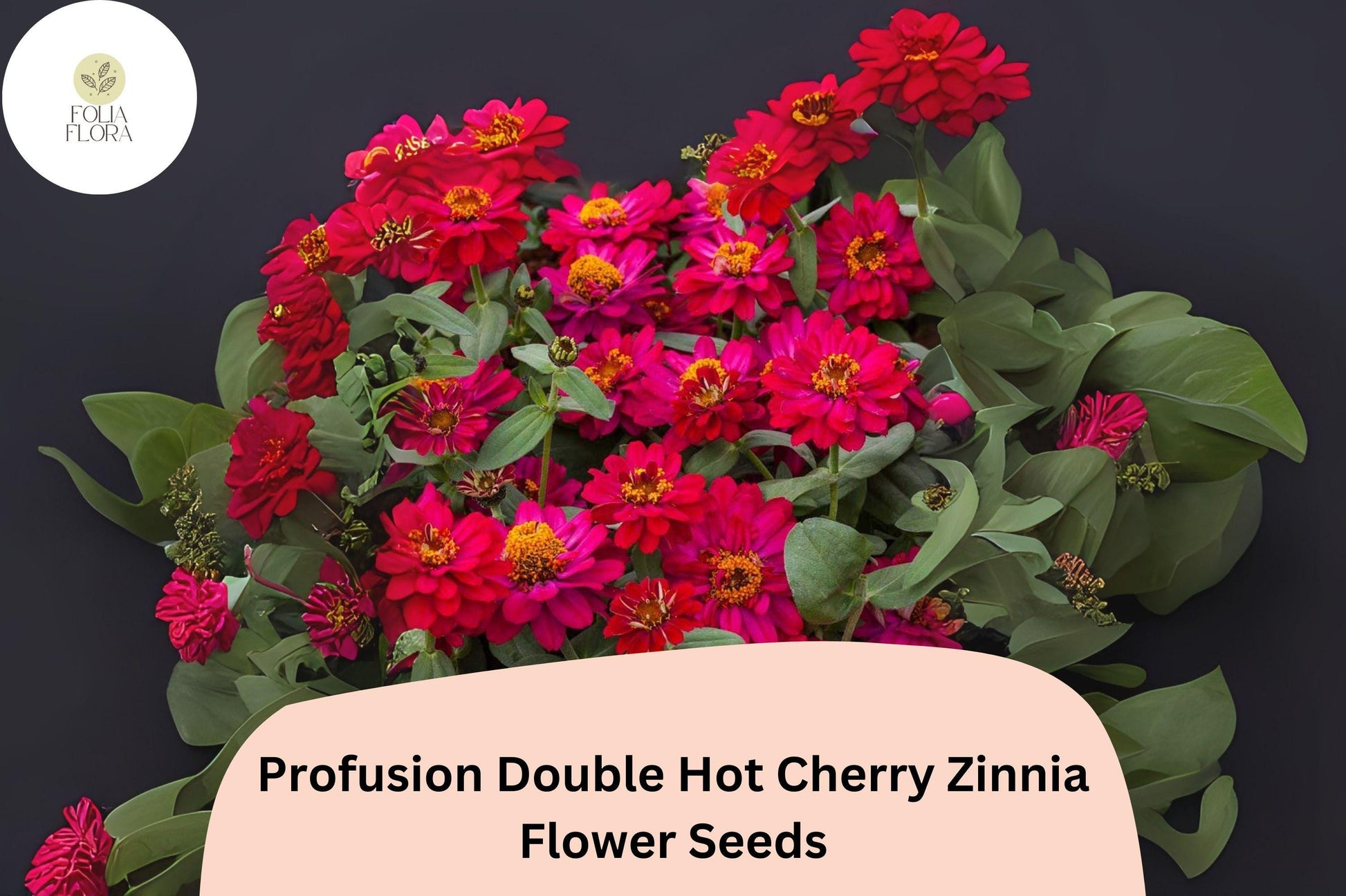 Profusion Double Hot Cherry Zinnia Seeds - 100+ Cherry-Pink Blooms (Zinnia hybrida) - Compact, Heat-Tolerant Annual for Gardens