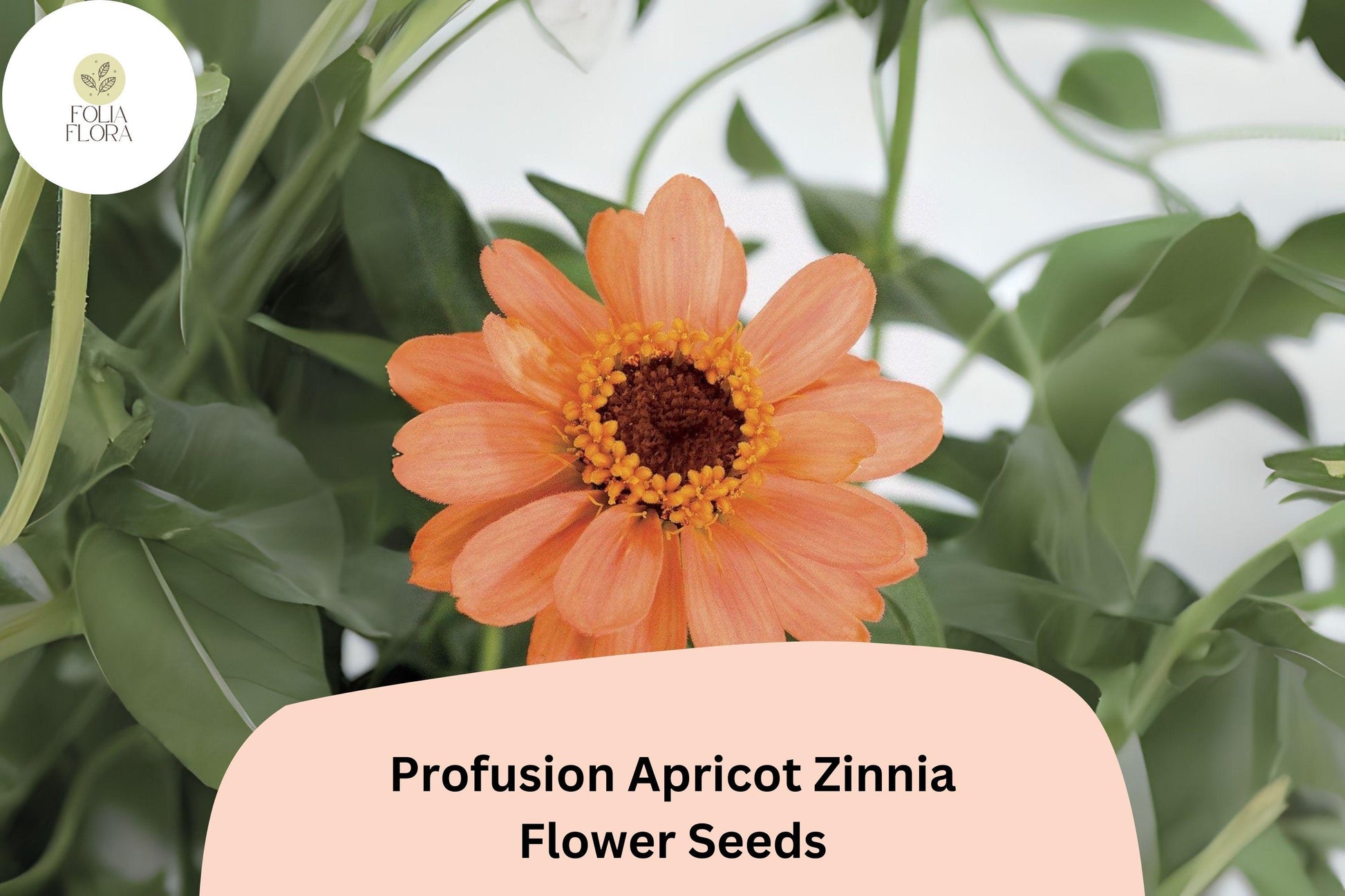 Profusion Apricot Zinnia Seeds - 100+ Peach-Orange Blooms for Gardens (Zinnia hybrida) - Heat-Tolerant, Attracts Pollinators