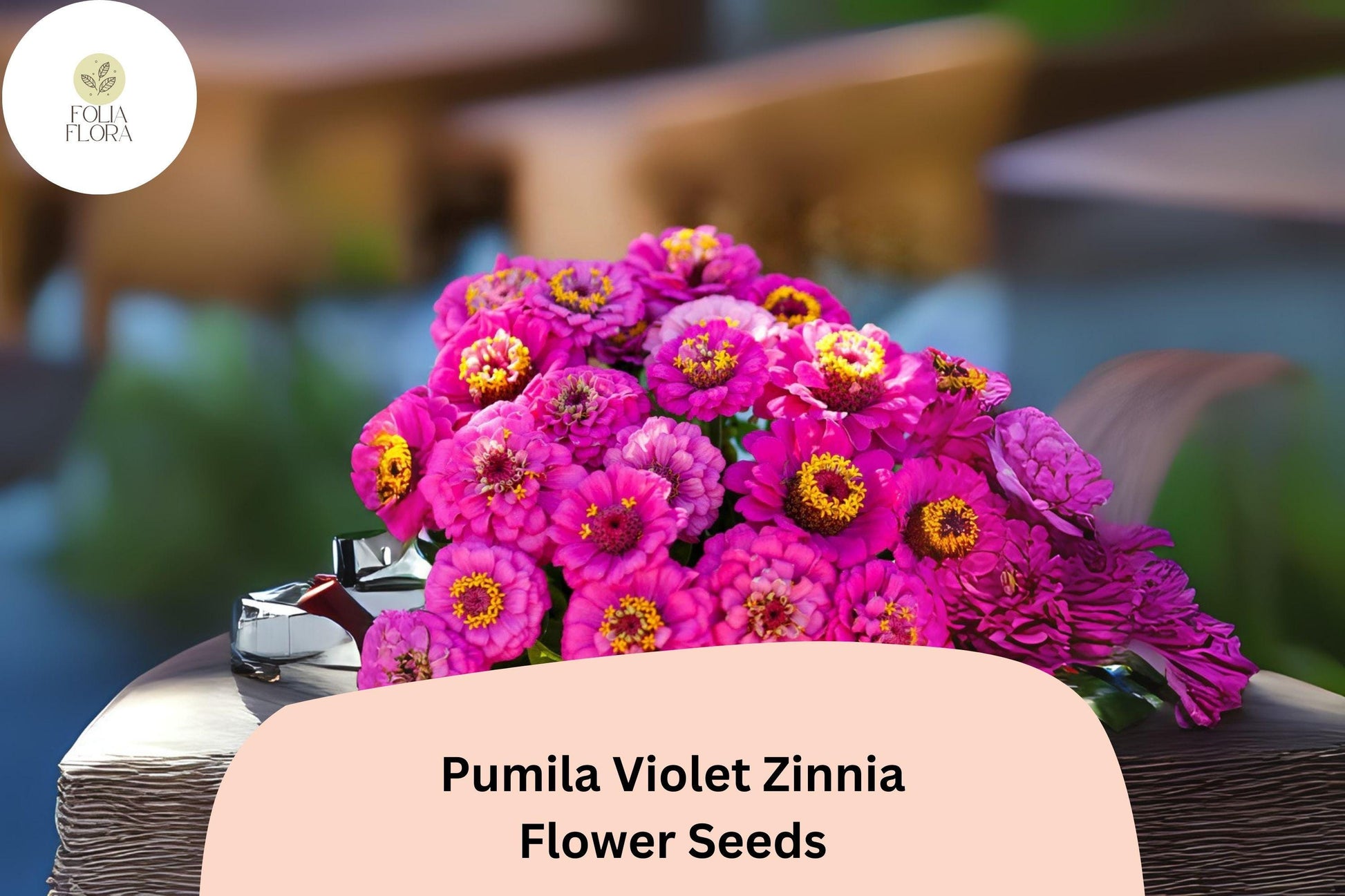 Pumila Violet Zinnia Seeds - 100+ Compact Purple Blooms - Zinnia elegans - Easy to Grow Annual for Summer Gardens & Bouquets