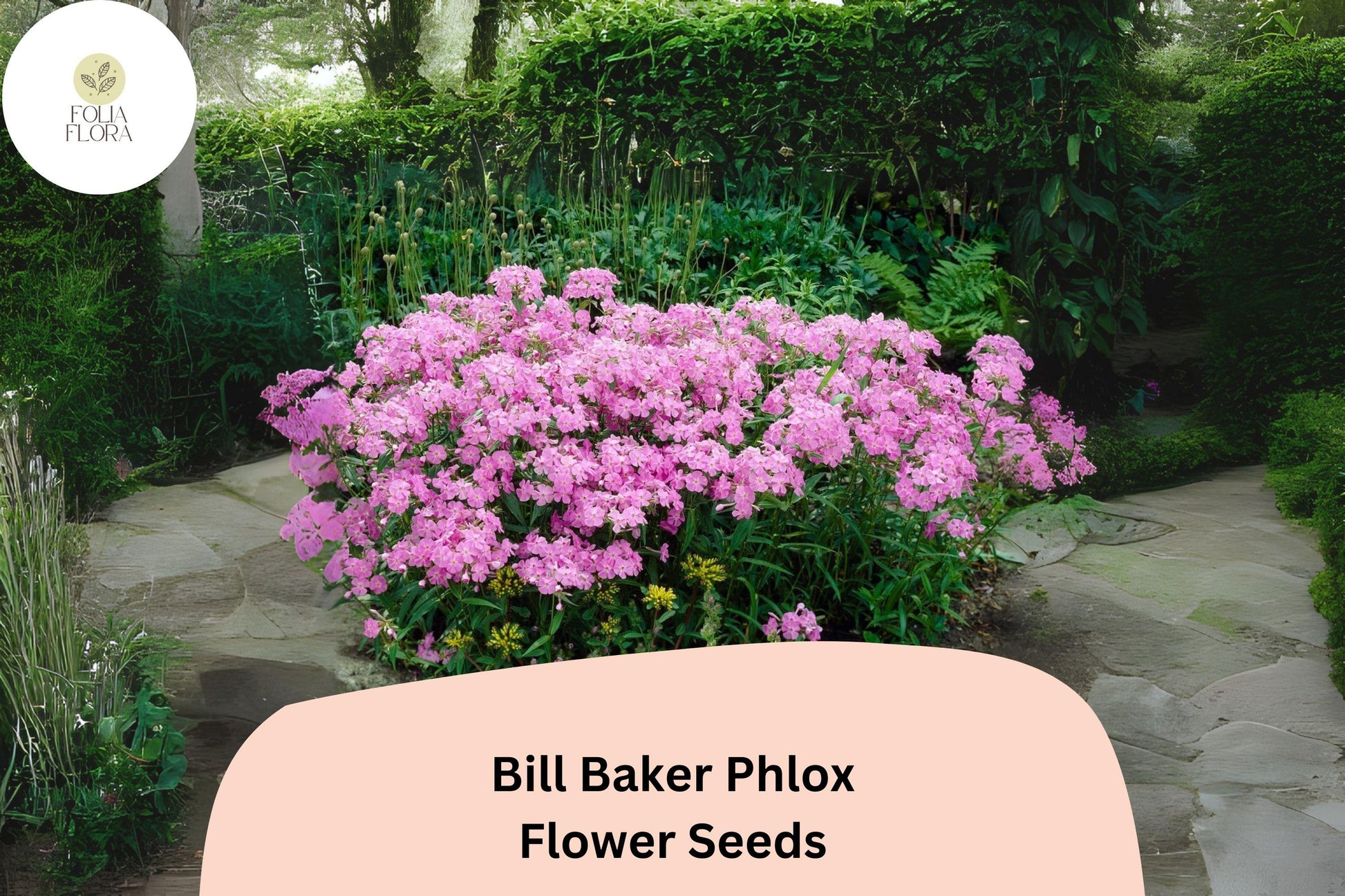 Bill Baker Phlox Seeds | 100+ Soft Pink Lavender Perennial Flower Seeds | Phlox paniculata for Gardens & Pollinators