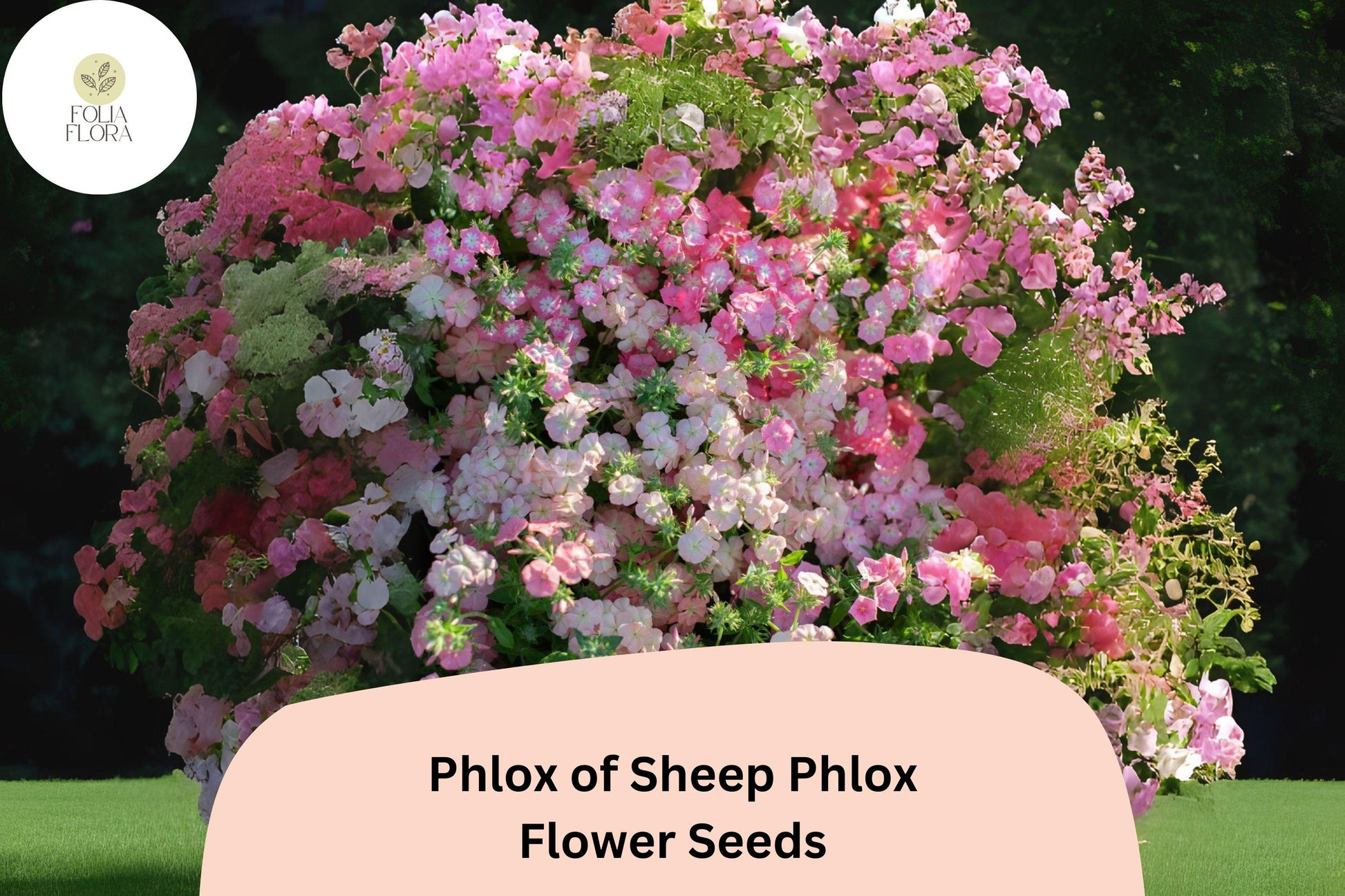 Creeping Phlox Seeds - 100+ Soft Pink Groundcover Perennial for Rock Gardens - Phlox subulata - Attracts Pollinators