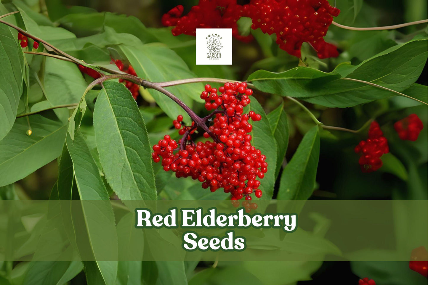 50 Red Elderberry Seeds | Sambucus racemosa | Ornamental Shrub for Wildlife Garden | Hardy Zones 3-7 | Attracts Birds and Pollinators
