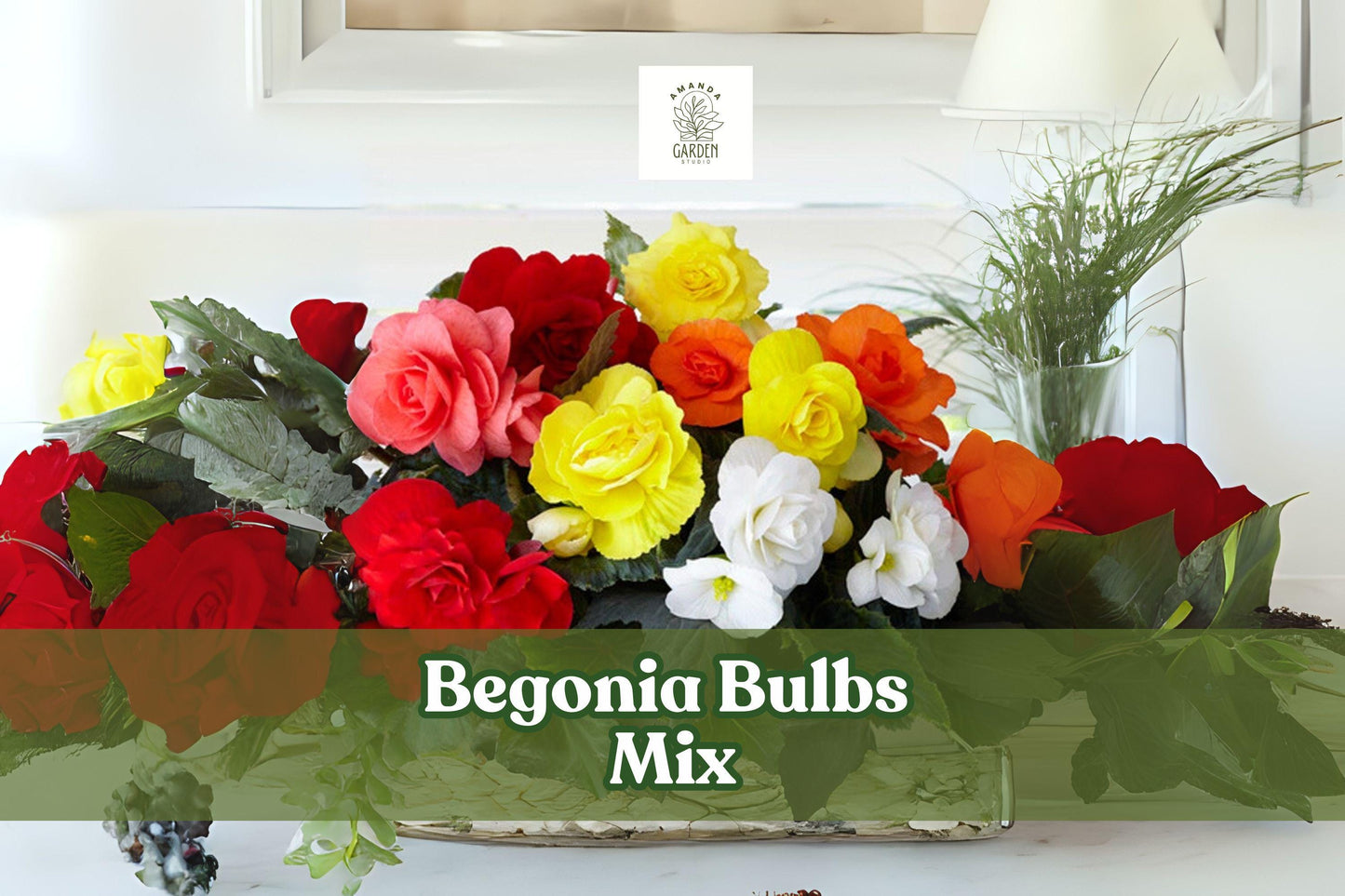5 Begonia Bulbs Mix - Colorful Summer Flowering Bulbs for Shade Gardens - Begonia Species, Red, Pink, White, Yellow Blooms