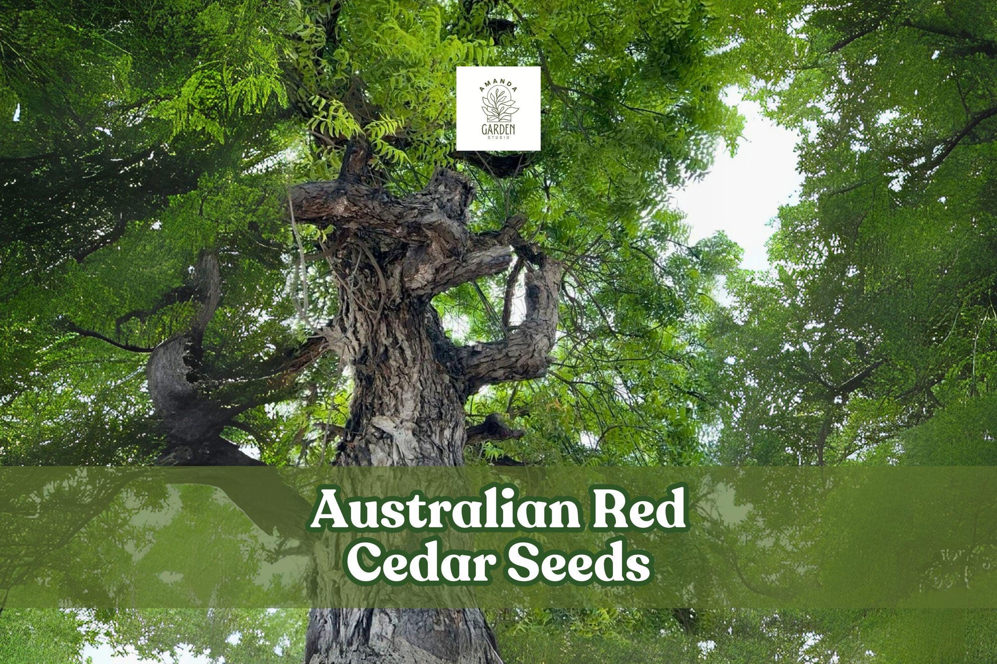 5 Australian Red Cedar Seeds - Toona ciliata - Fast Growing Ornamental Shade Tree - Mahogany-like Timber Tree