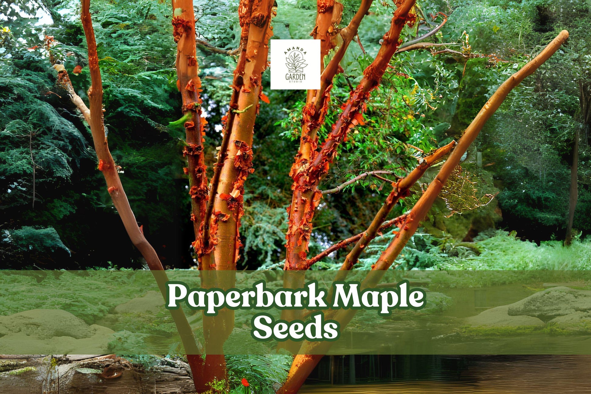 Paperbark Maple Seeds - 10 Seeds - Acer Griseum - Cinnamon Bark Tree - Zones 5-8 - Slow Growing Ornamental Tree